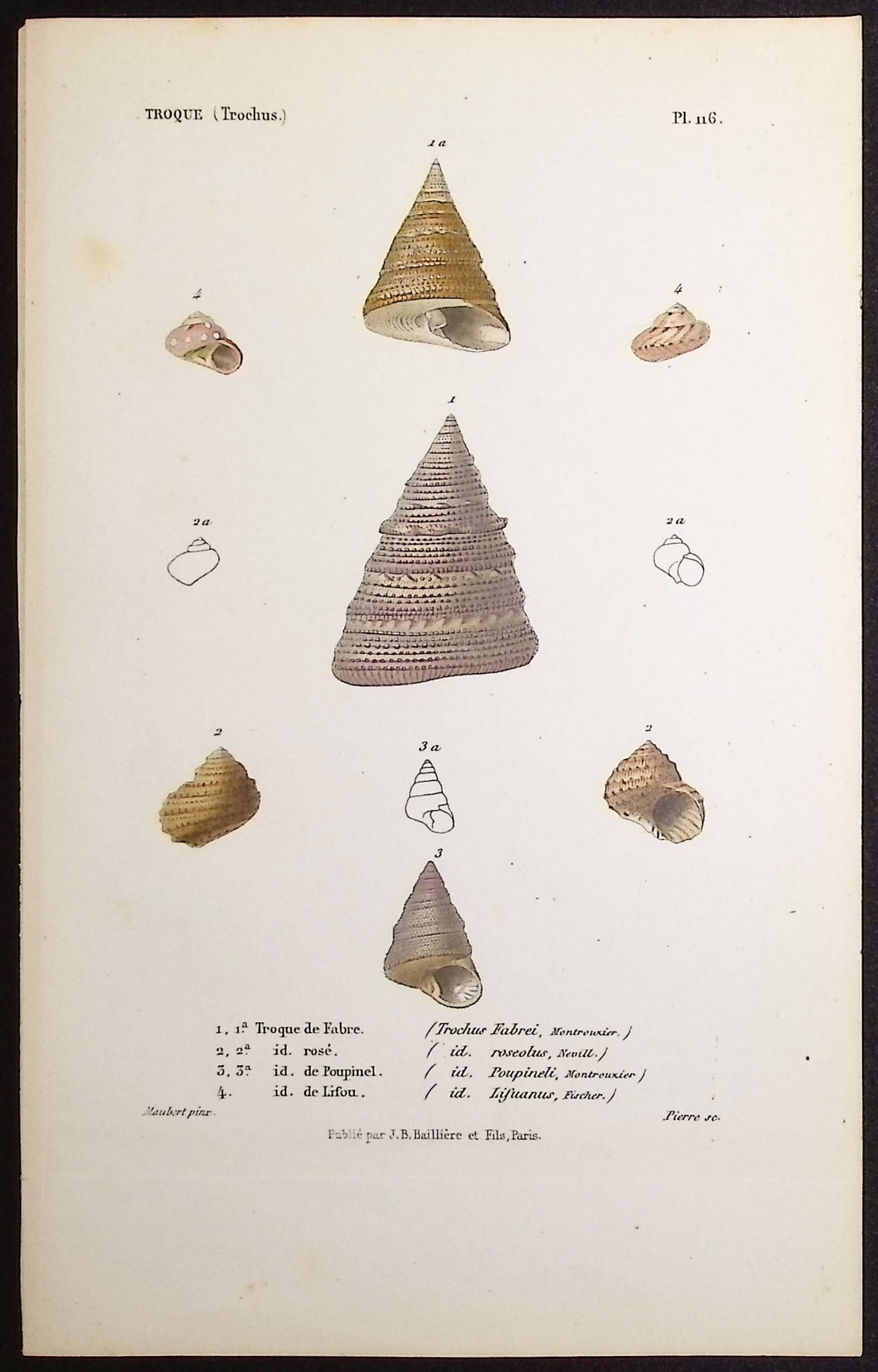 Kiener - 10 Shell Engravings - 6