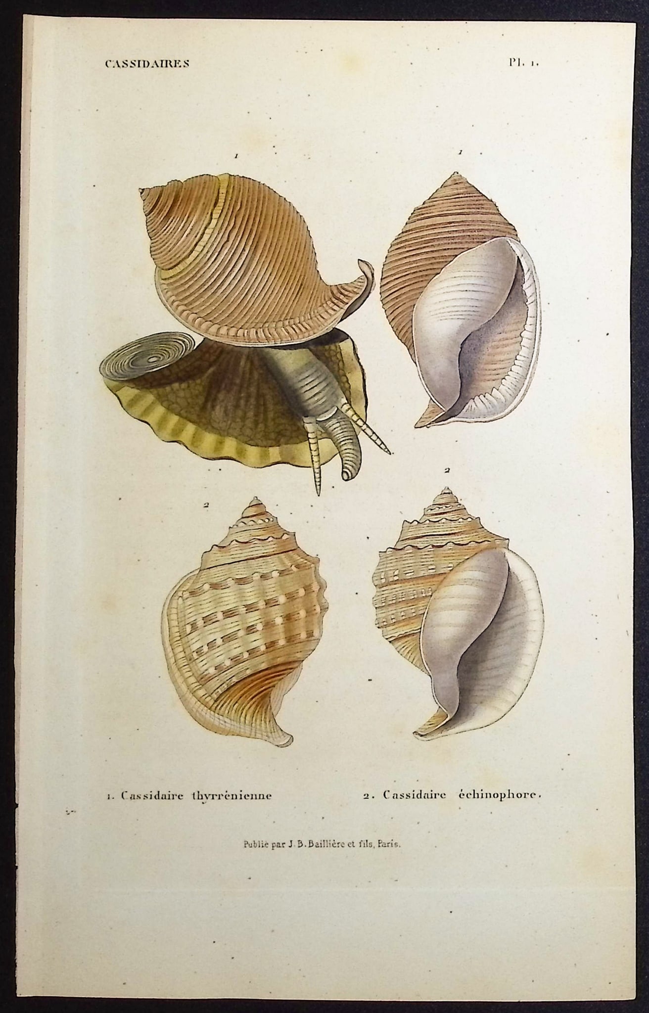 Kiener - 10 Shell Engravings - 7
