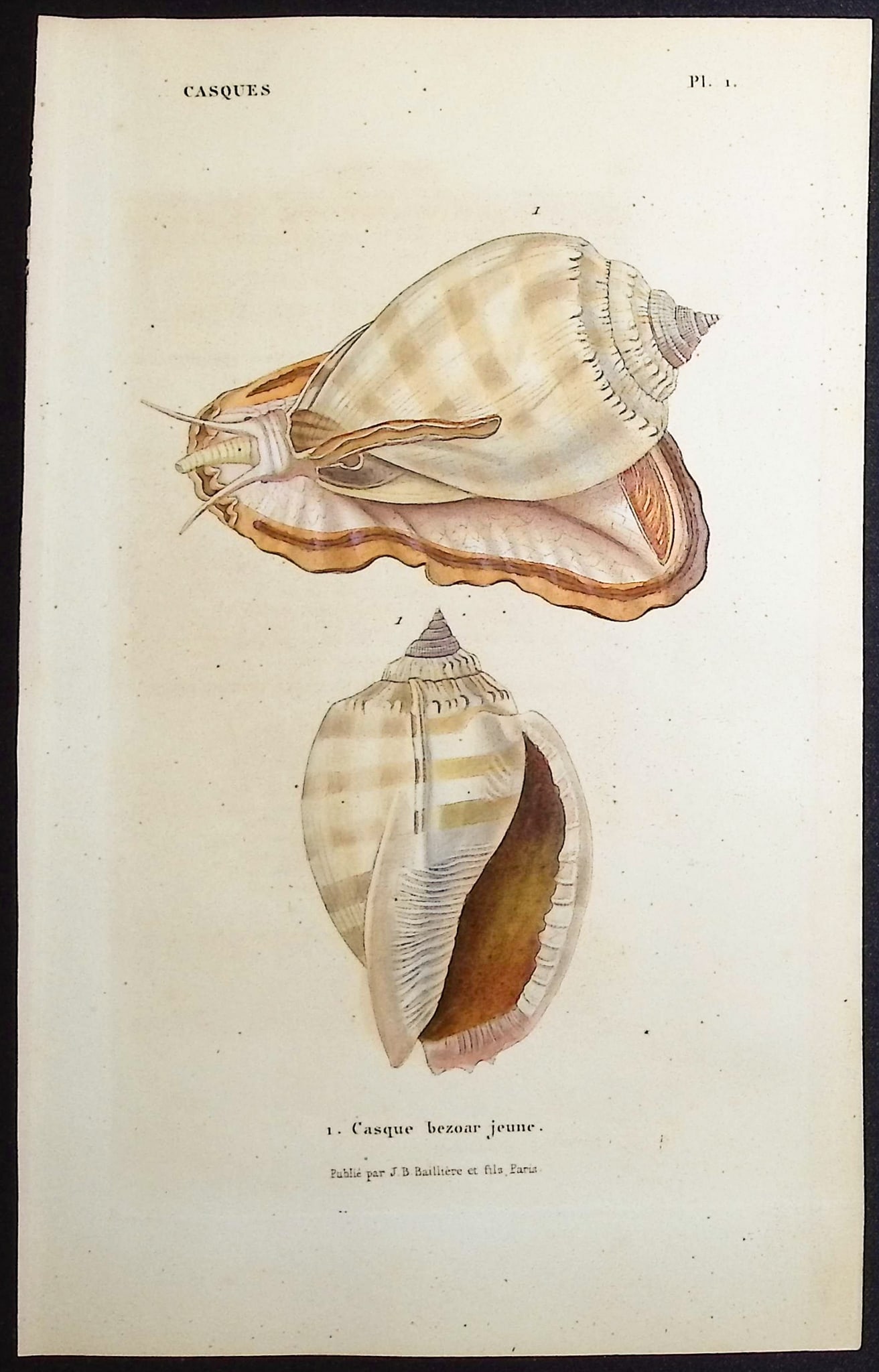 Kiener - 10 Shell Engravings - 8