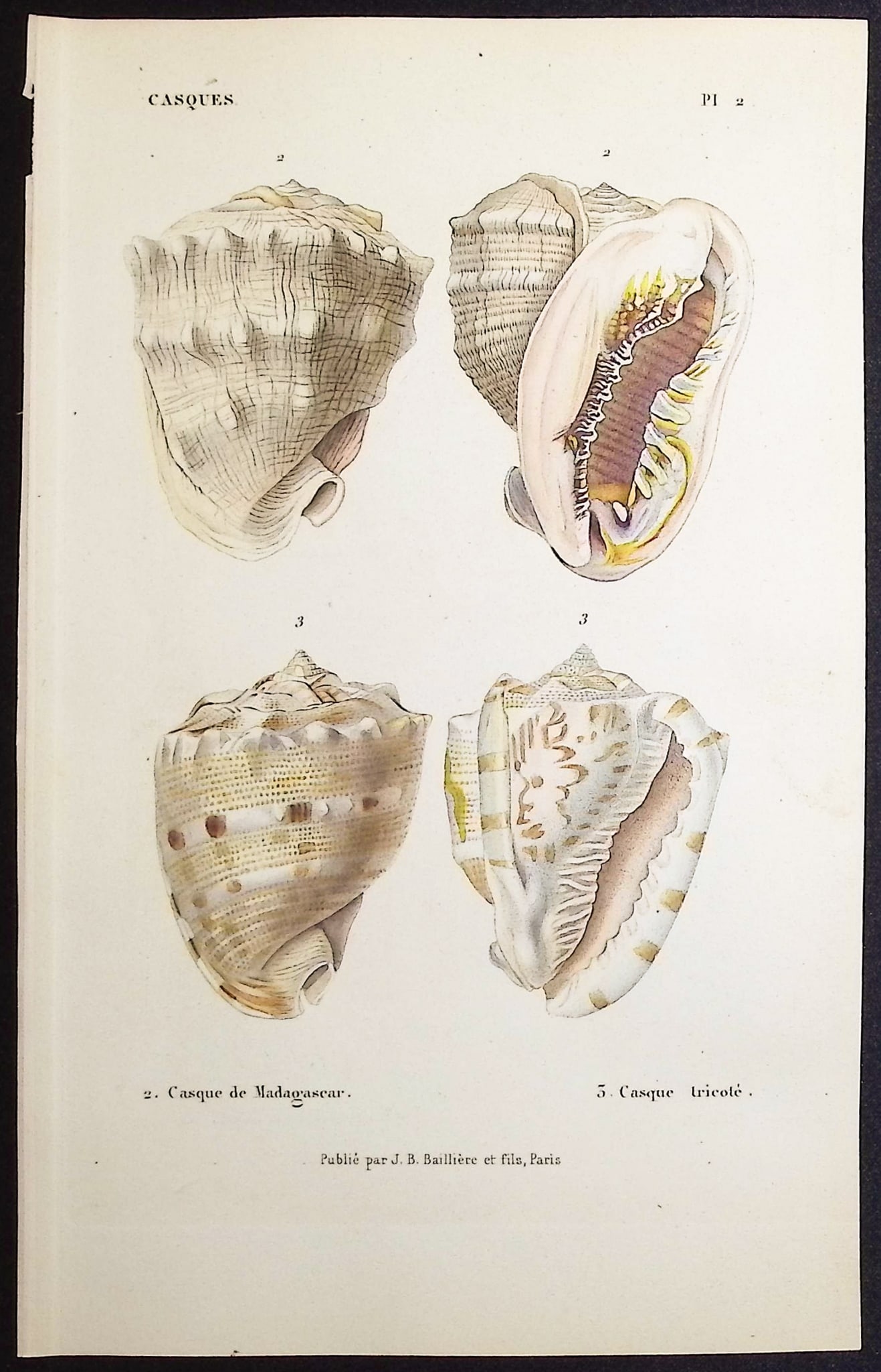 Kiener - 10 Shell Engravings - 9