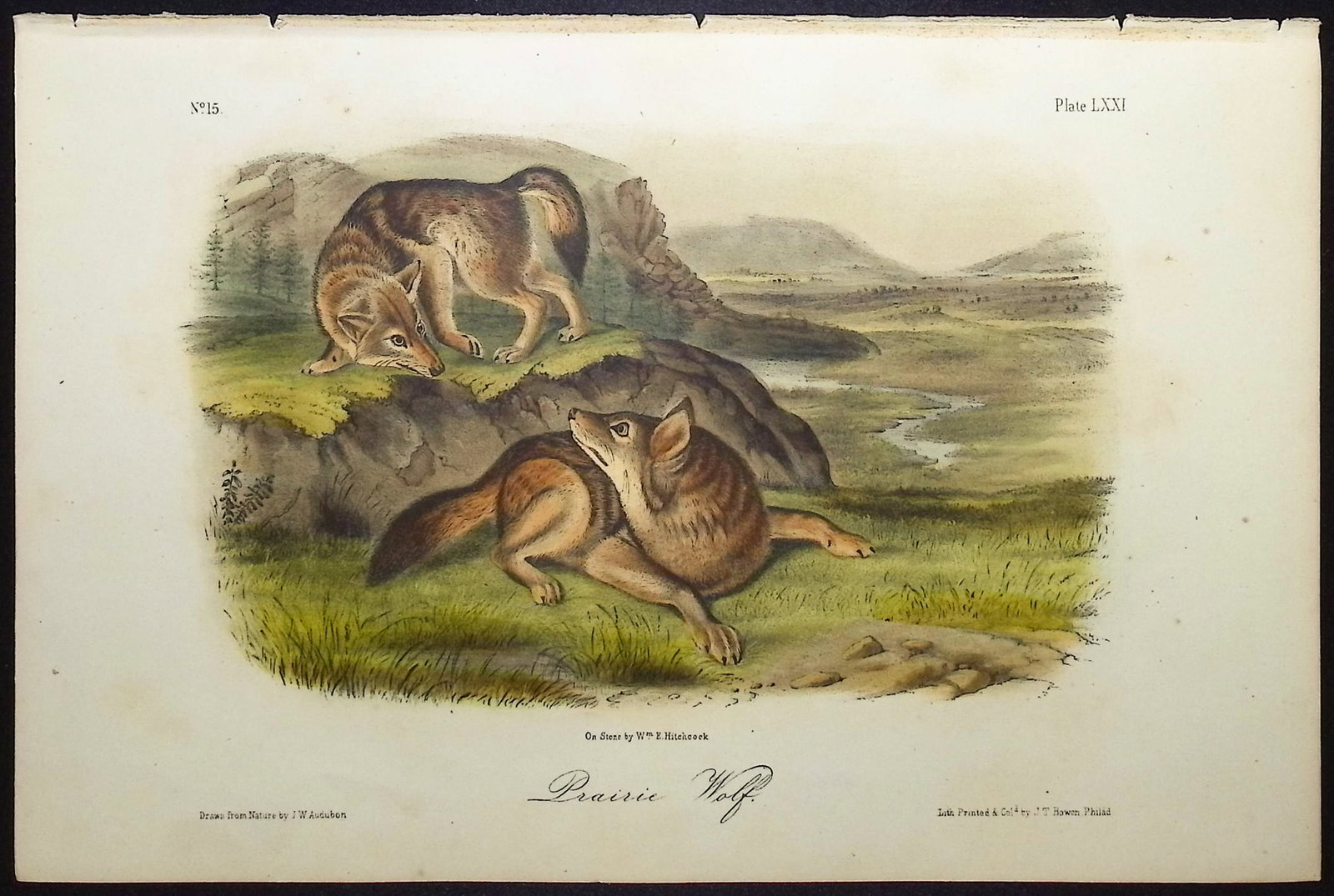 Audubon - Prairie Wolf. 71: This octavo lithograph is from John James Audubon's The Quadrupeds of North America. The work was published in New York between 1849 and 1854. Quadrupeds was Audubon's final great natural history work