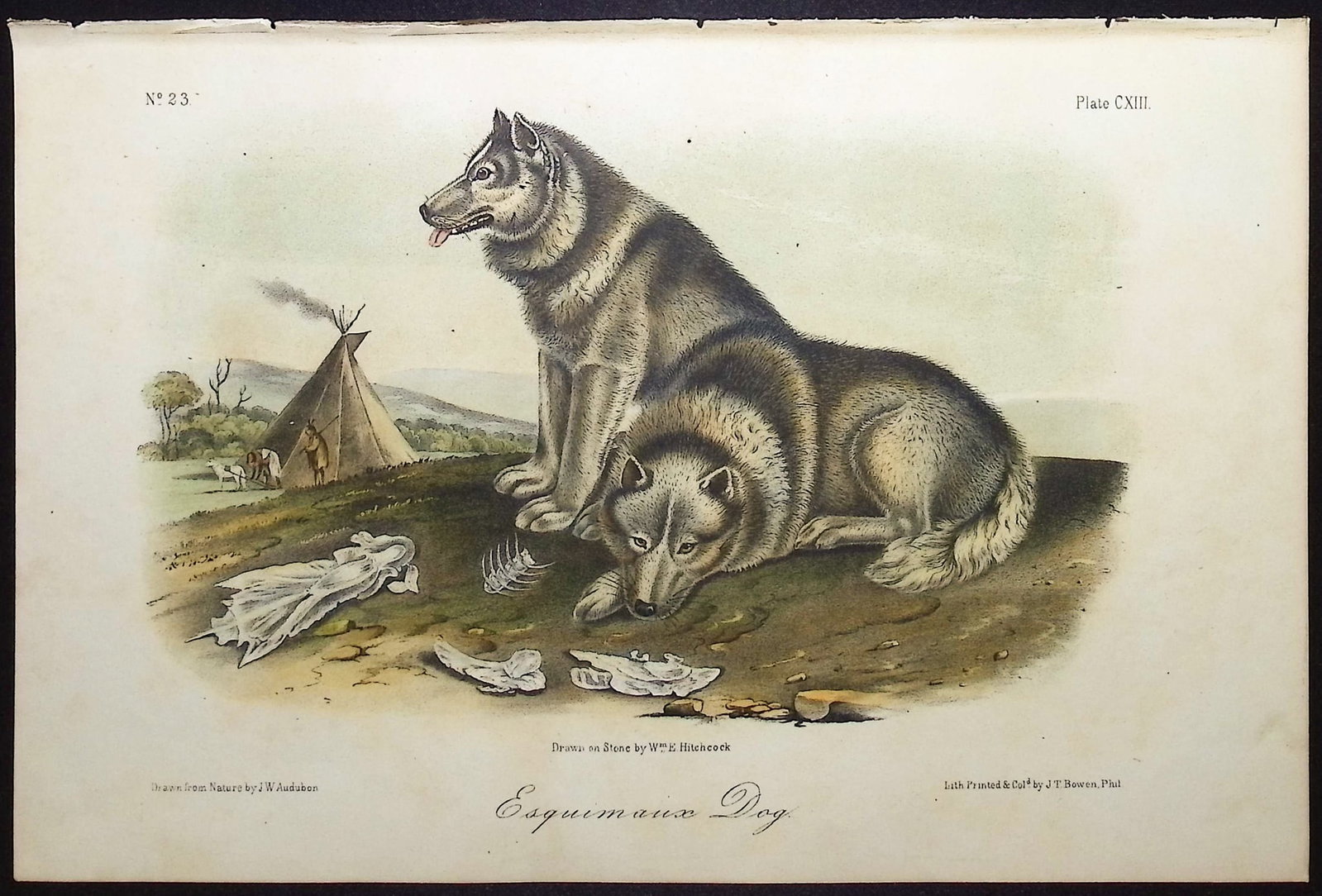 Audubon - Esquimaux Dog. 113: This octavo lithograph is from John James Audubon's The Quadrupeds of North America. The work was published in New York between 1849 and 1854. Quadrupeds was Audubon's final great natural history work
