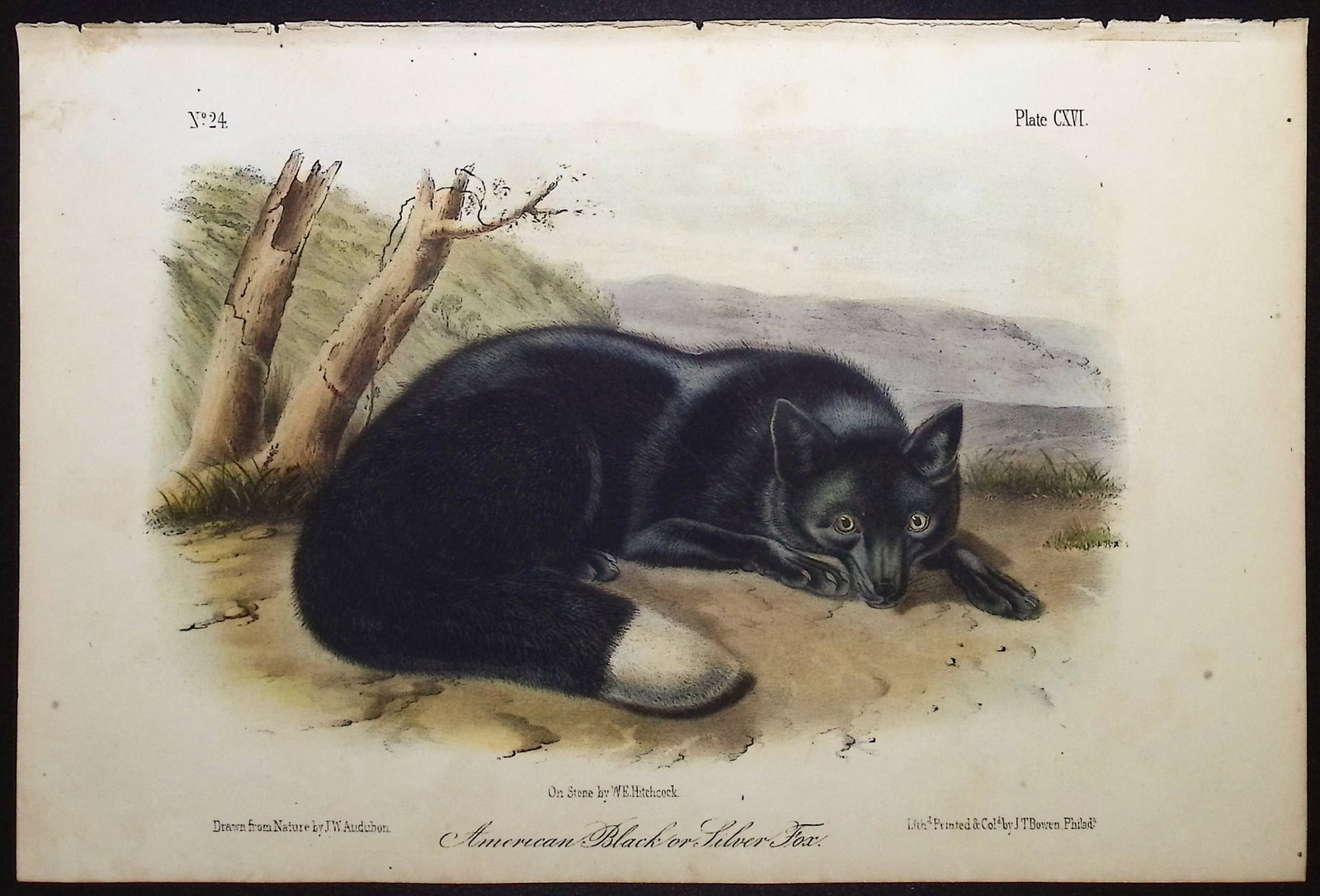 Audubon - American Black or Silver Fox. 116: This octavo lithograph is from John James Audubon's The Quadrupeds of North America. The work was published in New York between 1849 and 1854. Quadrupeds was Audubon's final great natural history