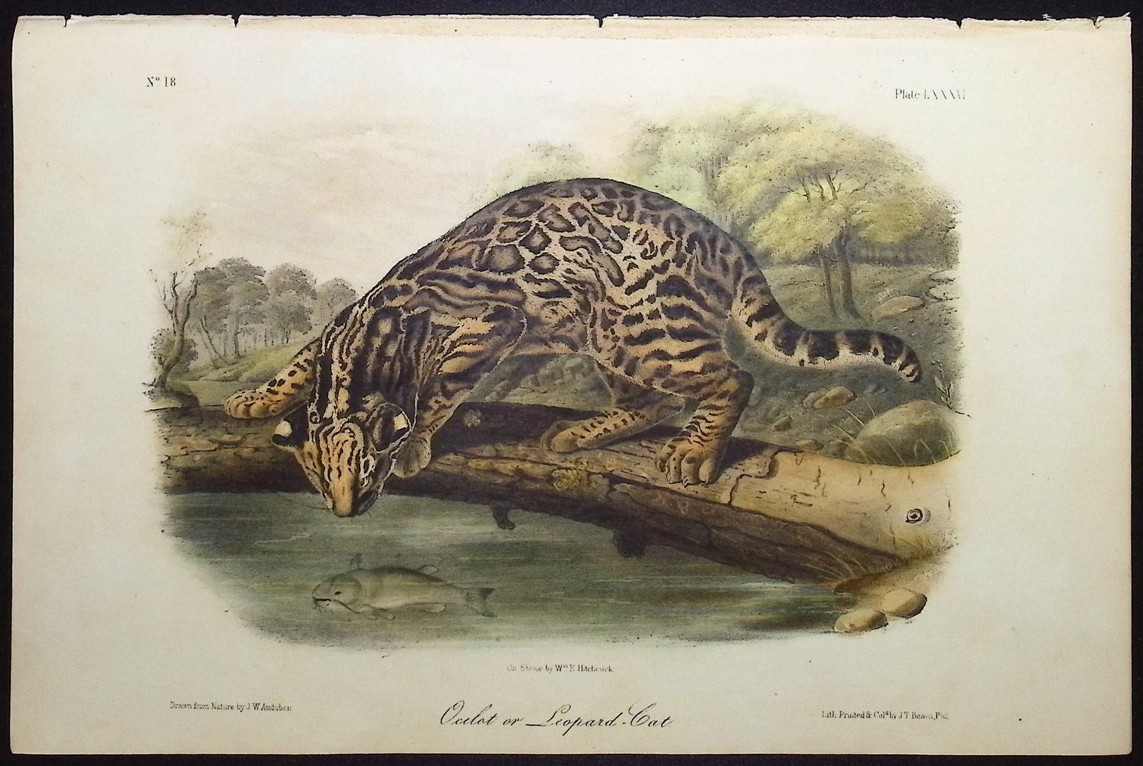 Audubon - Ocelot or Leopard Cat. 86: This octavo lithograph is from John James Audubon's The Quadrupeds of North America. The work was published in New York between 1849 and 1854. Quadrupeds was Audubon's final great natural history work