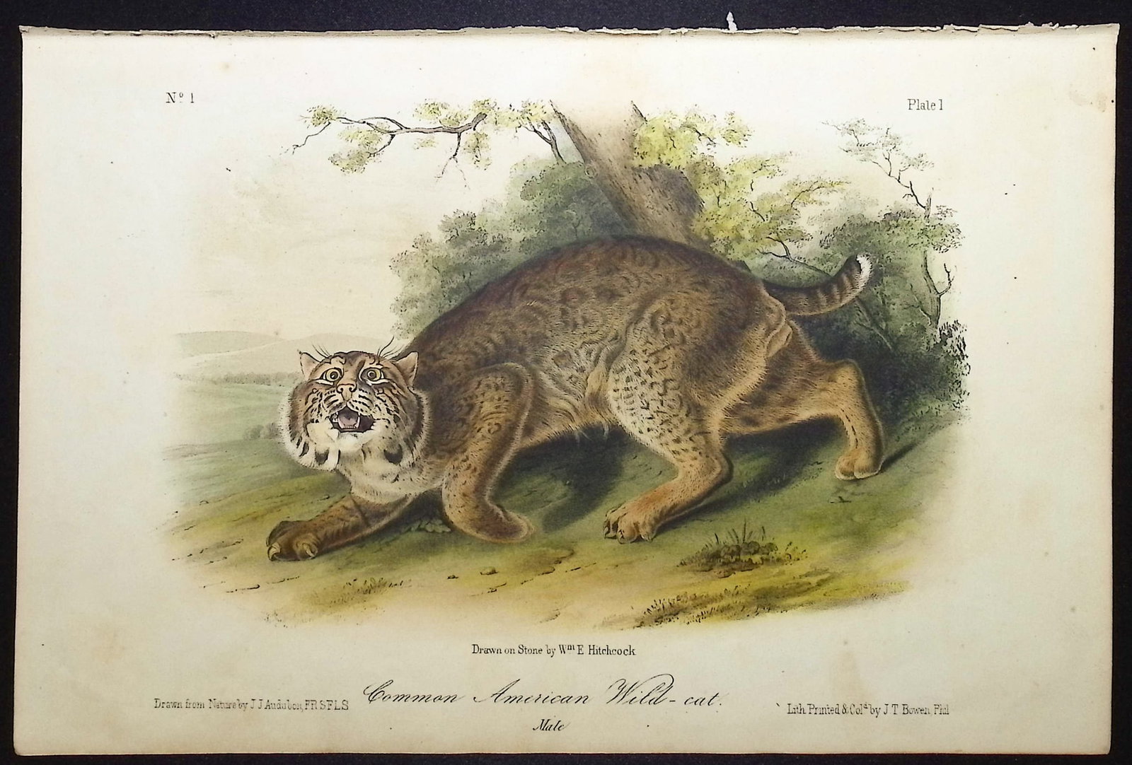 Audubon - Common American Wild-Cat. 1: This octavo lithograph is from John James Audubon's The Quadrupeds of North America. The work was published in New York between 1849 and 1854. Quadrupeds was Audubon's final great natural history work