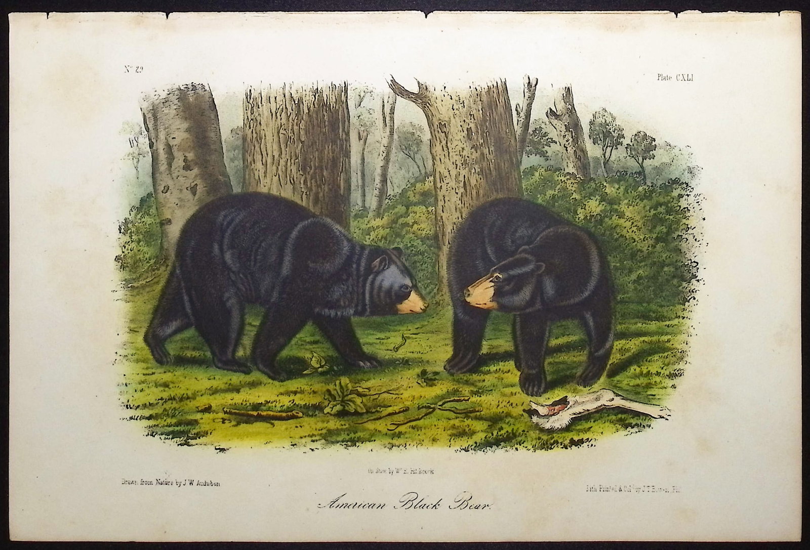 Audubon - American Black Bear. 141: This octavo lithograph is from John James Audubon's The Quadrupeds of North America. The work was published in New York between 1849 and 1854. Quadrupeds was Audubon's final great natural history work