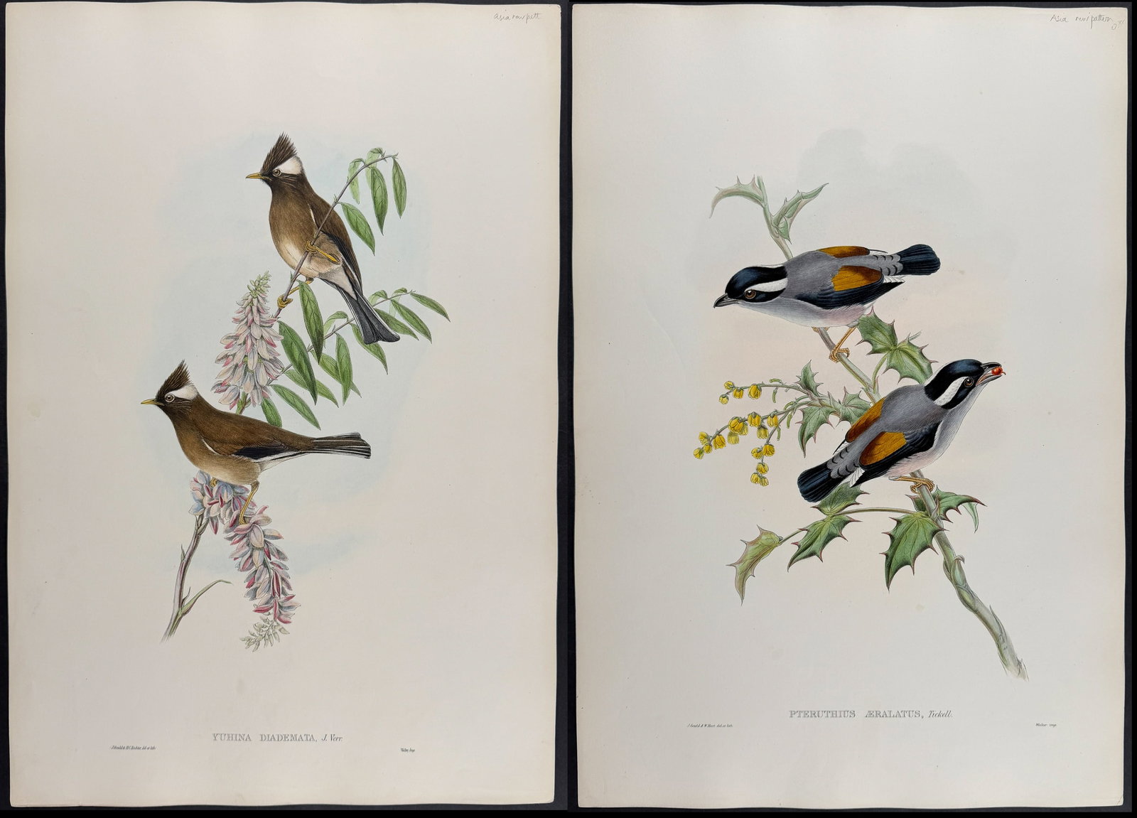 Gould , Asia - 4 Bird Lithographs: Grosbeak, Shrike-Babbler, Laughingthrush, Yuhina: Included in this lot: White-collared Yuhina [Yuhina Diademata] Rosy Grosbeak [Carpodacus Roseus] White-browed Shrike-babbler [Pteruthius Aeralatus] Laughingthrush [Pterohinus Davidi] Description of