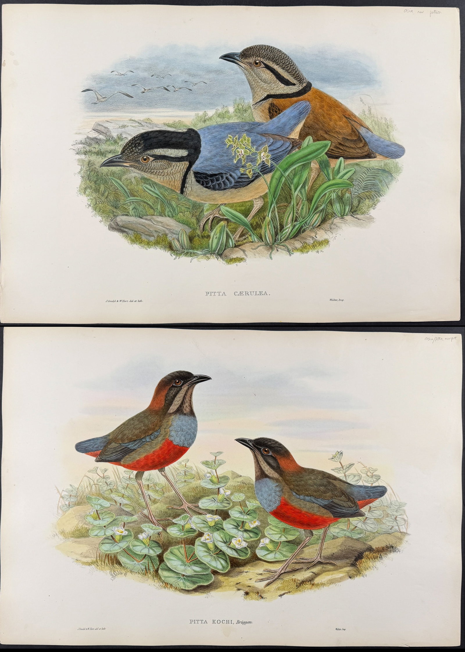 Gould , Asia - Pair of Pitta Lithographs: Included in this lot: Giant Pitta [Pitta Caerulea] Koch's Pitta [Pitta Kochi] Description of the work: This remarkable ornithology lithograph with hand-finished color is from the esteemed John