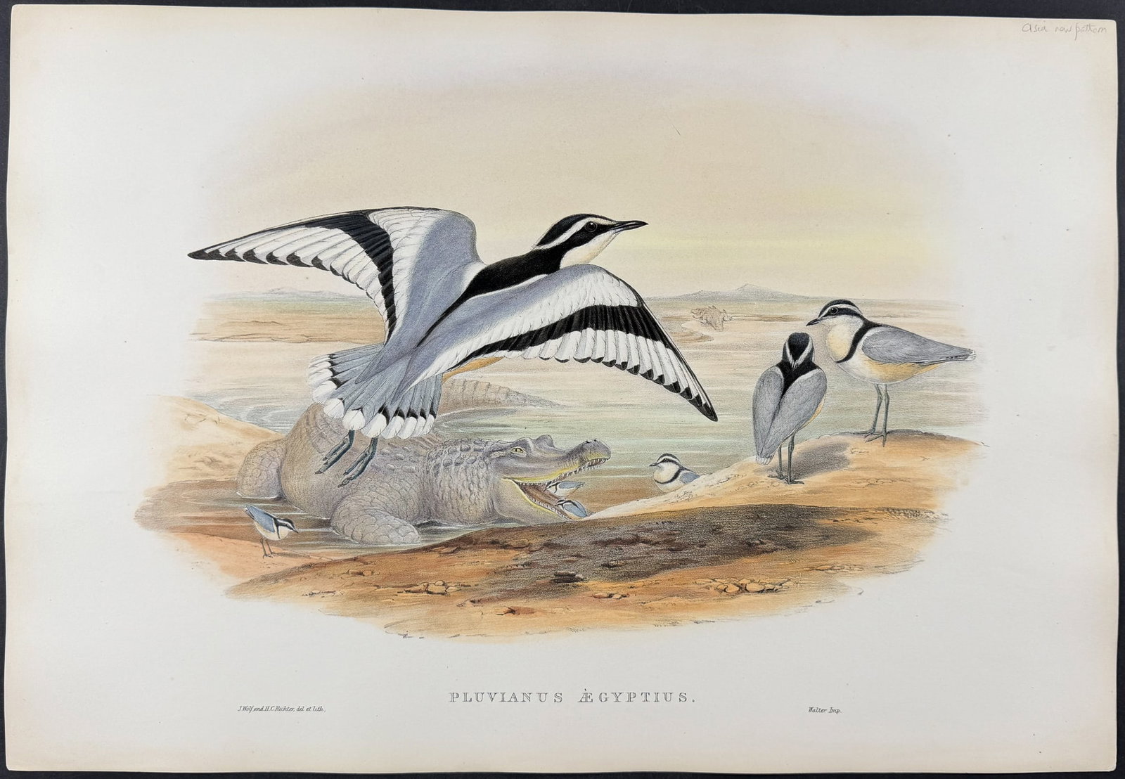 Gould , Asia - Egyptian Plover with Crocodile [Pluvianus Aegyptius]: This remarkable ornithology lithograph with hand-finished color is from the esteemed John Gould?s Birds of Asia published in London between 1850 and 1883. Henry Sotheran & Co purchased all of the