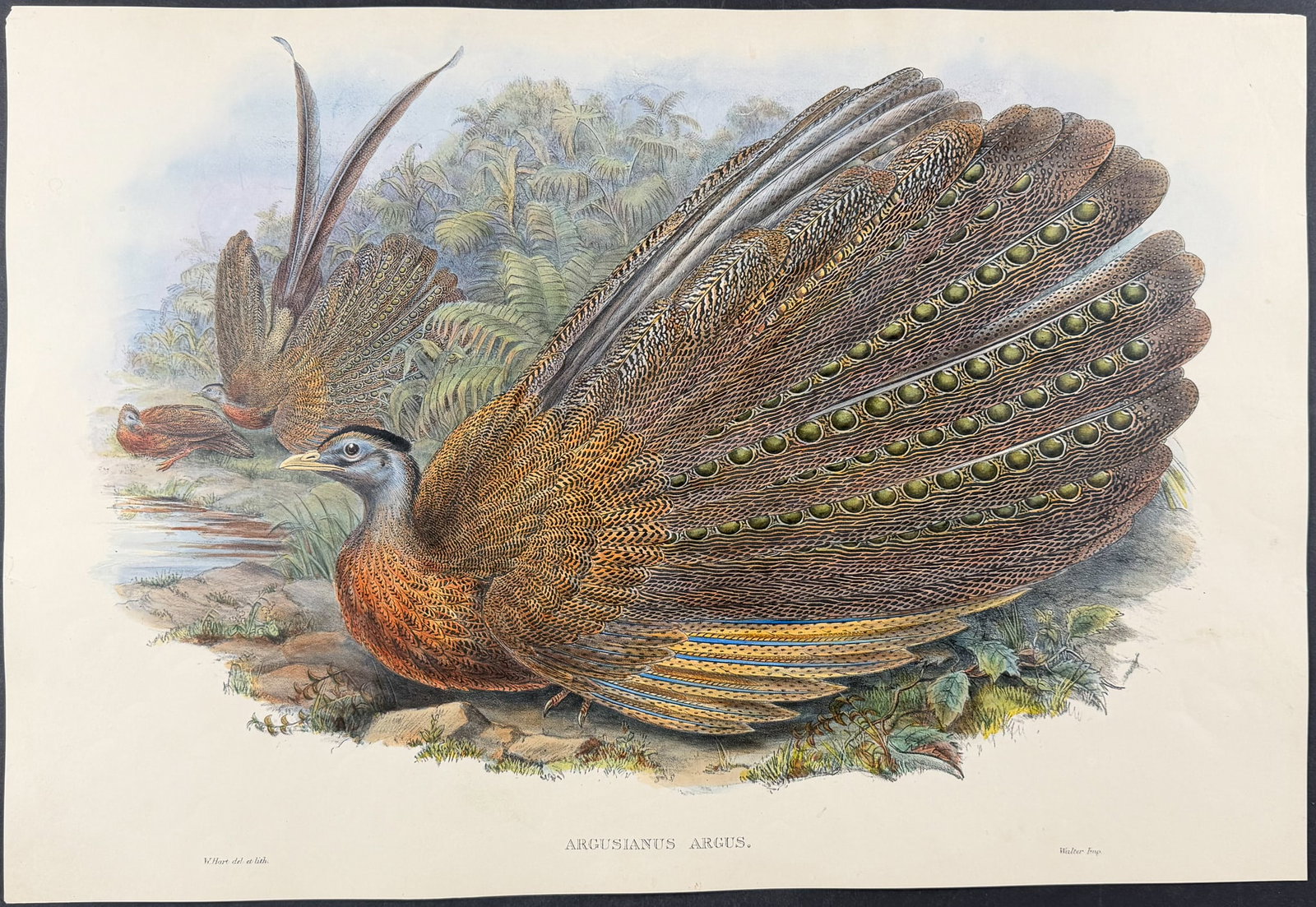 Gould , Asia - Great Argus [Argusianus Argus]: This remarkable ornithology lithograph with hand-finished color is from the esteemed John Gould?s Birds of Asia published in London between 1850 and 1883. Henry Sotheran & Co purchased all of the