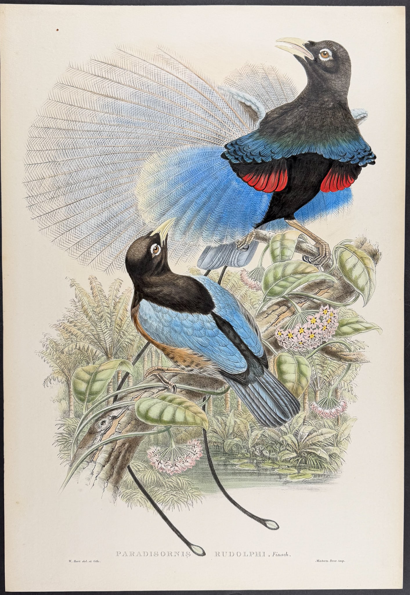 Sharpe & Gould - Fly-River Bird of Paradise [Paradisornis Rudolphi]: This stunning hand-colored folio lithograph is from Monograph of the Paradiseidae, or Birds of Paradise and Ptilonorhynchidae, and Bower-Birds by Richard Bowdler Sharpe. The work was published in Lond