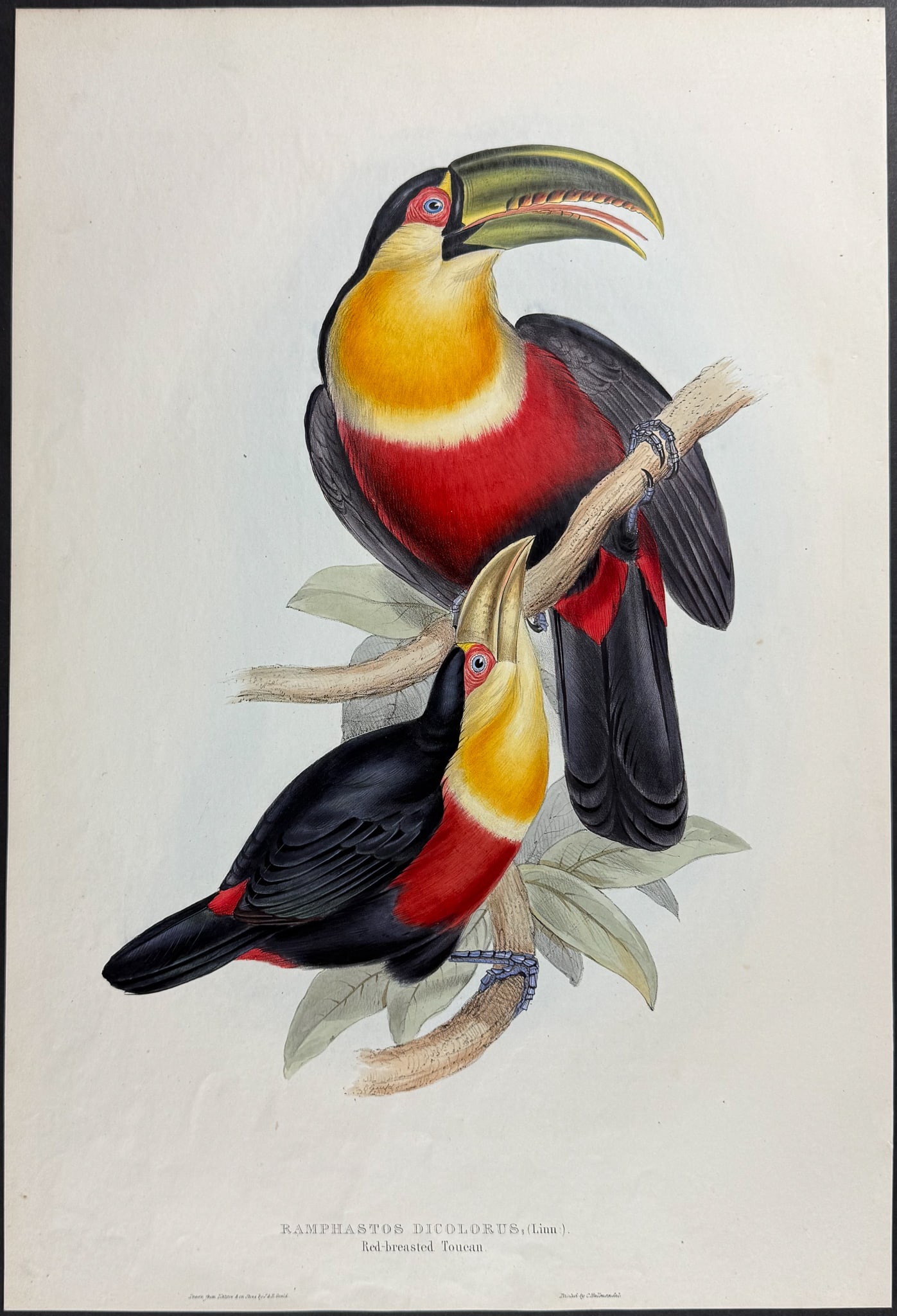 Gould - Red-breasted Toucan: This exquisite lithograph is from John Gould's A Monograph of the Ramphastidae, or Family of Toucans. This is from the second edition of the work which was published in London by Taylor & Francis for