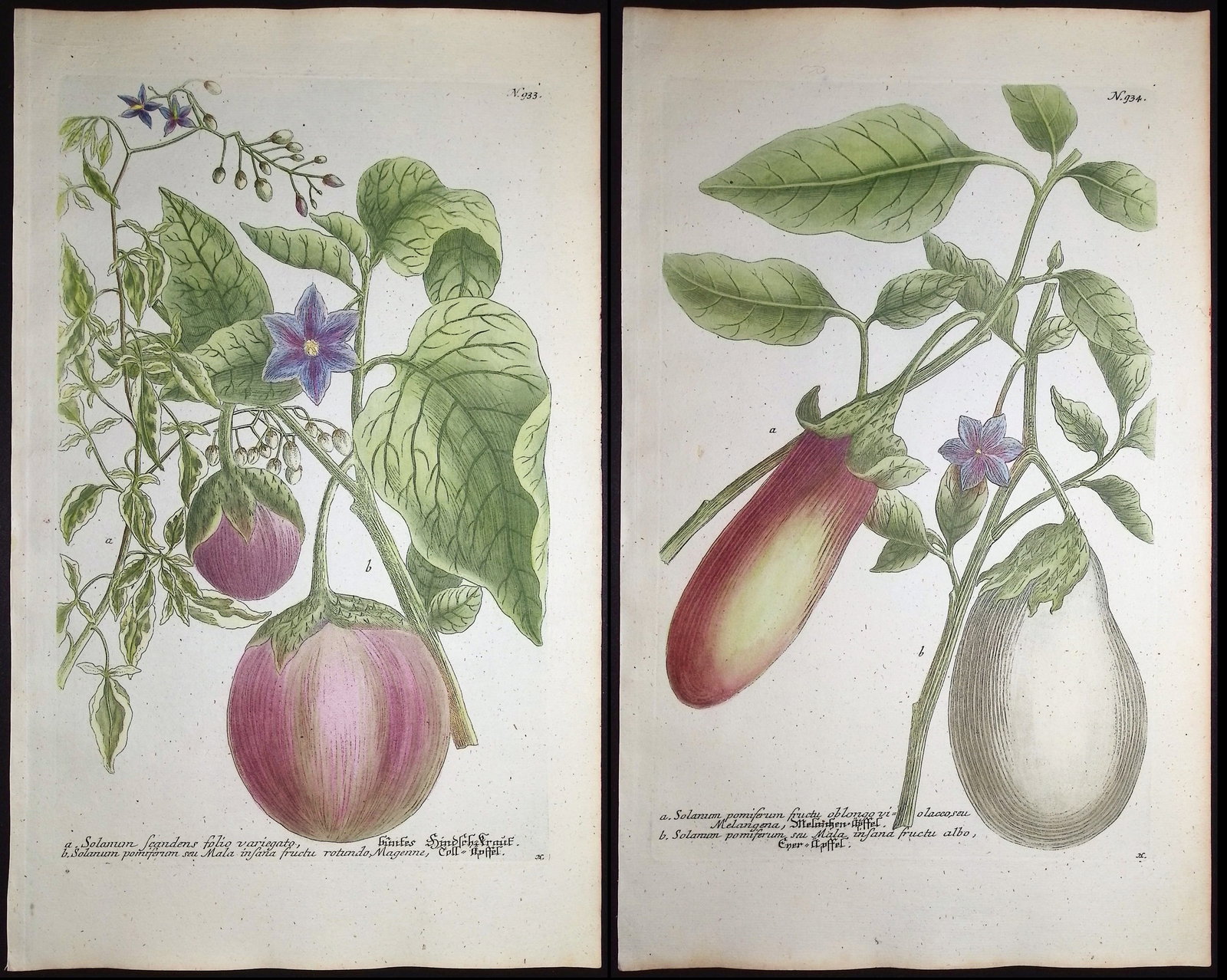 Weinmann - Pair of Eggplant Engravings: This beautiful botanical mezzotint is from Johann Weinmann's Duidelyke Vertoning, Eeniger Duizend in alle vier waerelds deelen wassende Bomen, Stammen, Kruiden, Bloemen, Vrugten, en Uitwassen,