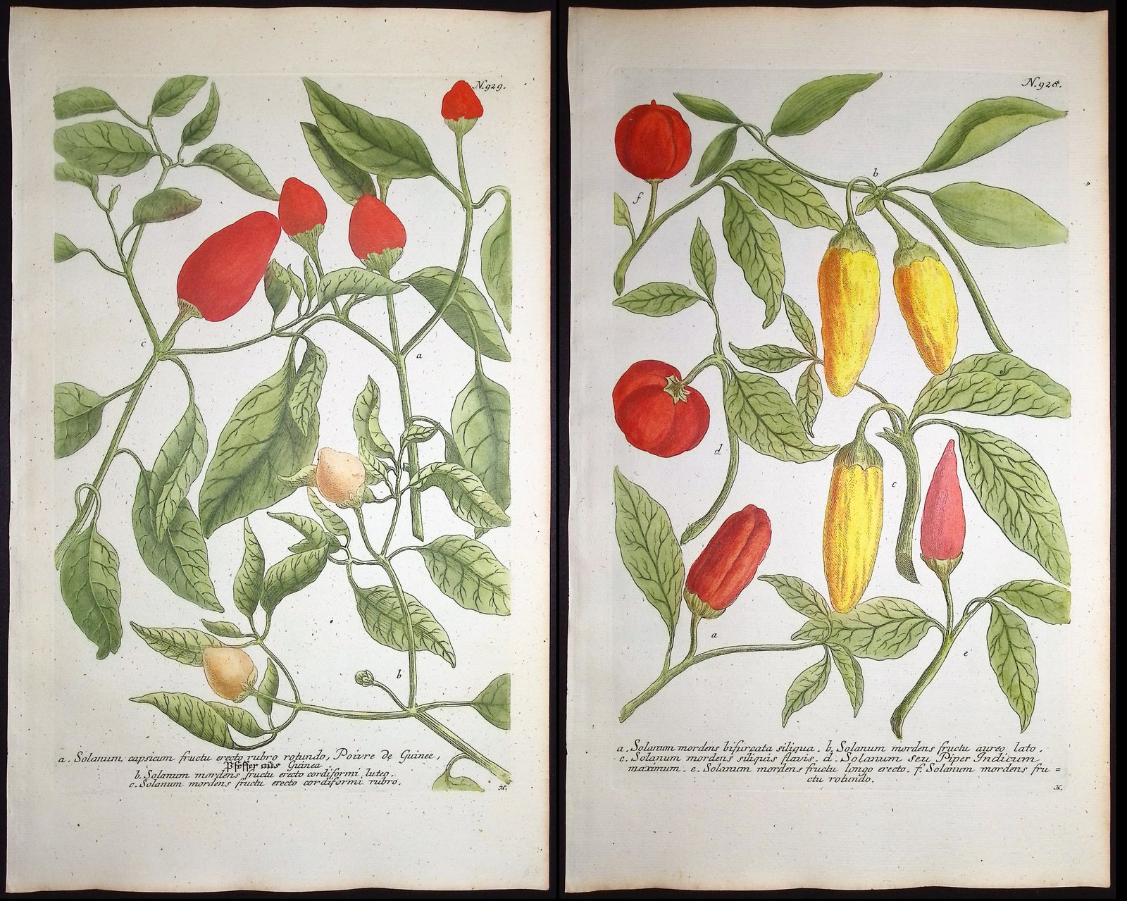 Weinmann - 4 Tomato & Pepper Engravings: This beautiful botanical mezzotint is from Johann Weinmann's Duidelyke Vertoning, Eeniger Duizend in alle vier waerelds deelen wassende Bomen, Stammen, Kruiden, Bloemen, Vrugten, en Uitwassen,