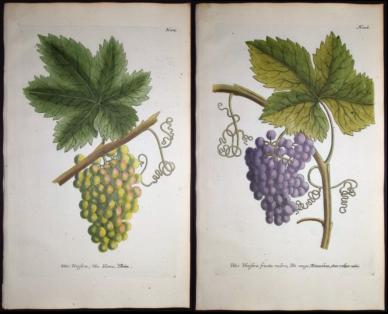 Weinmann - 4 Grape Engravings (1 of 5)