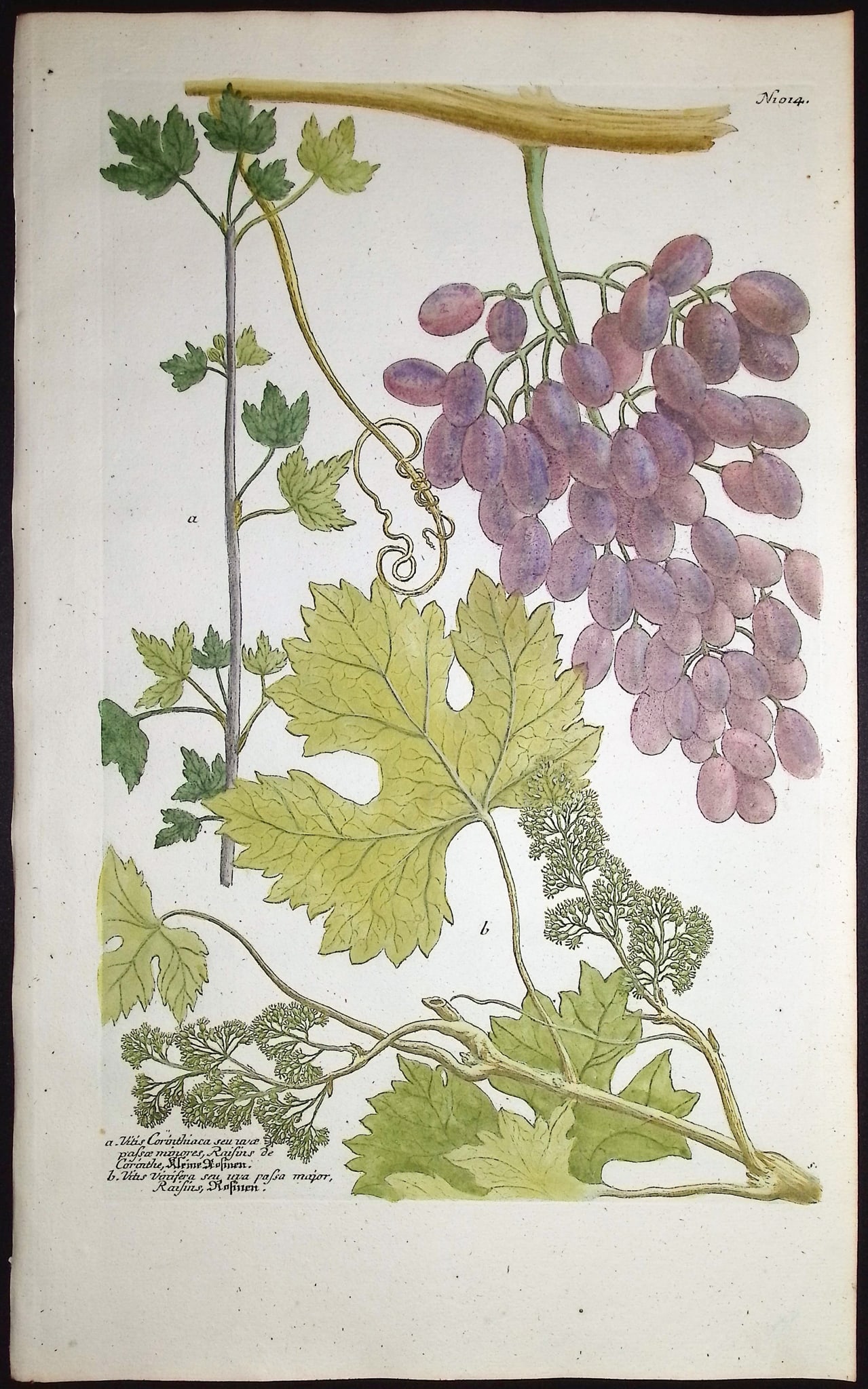 Weinmann - 4 Grape Engravings - 2