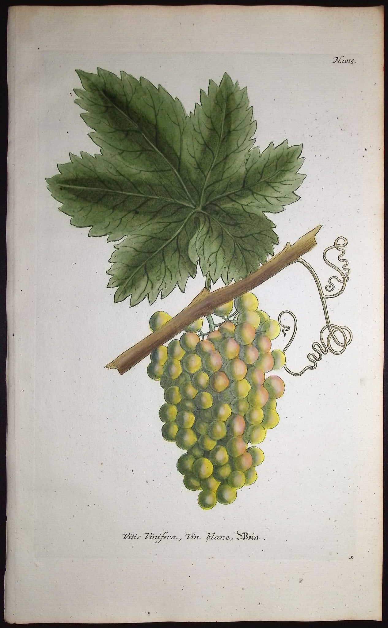 Weinmann - 4 Grape Engravings - 3