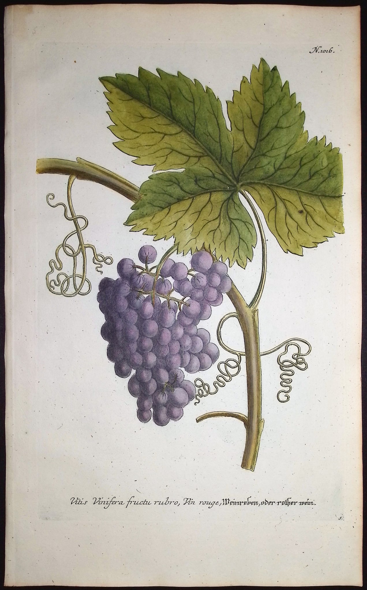 Weinmann - 4 Grape Engravings - 4