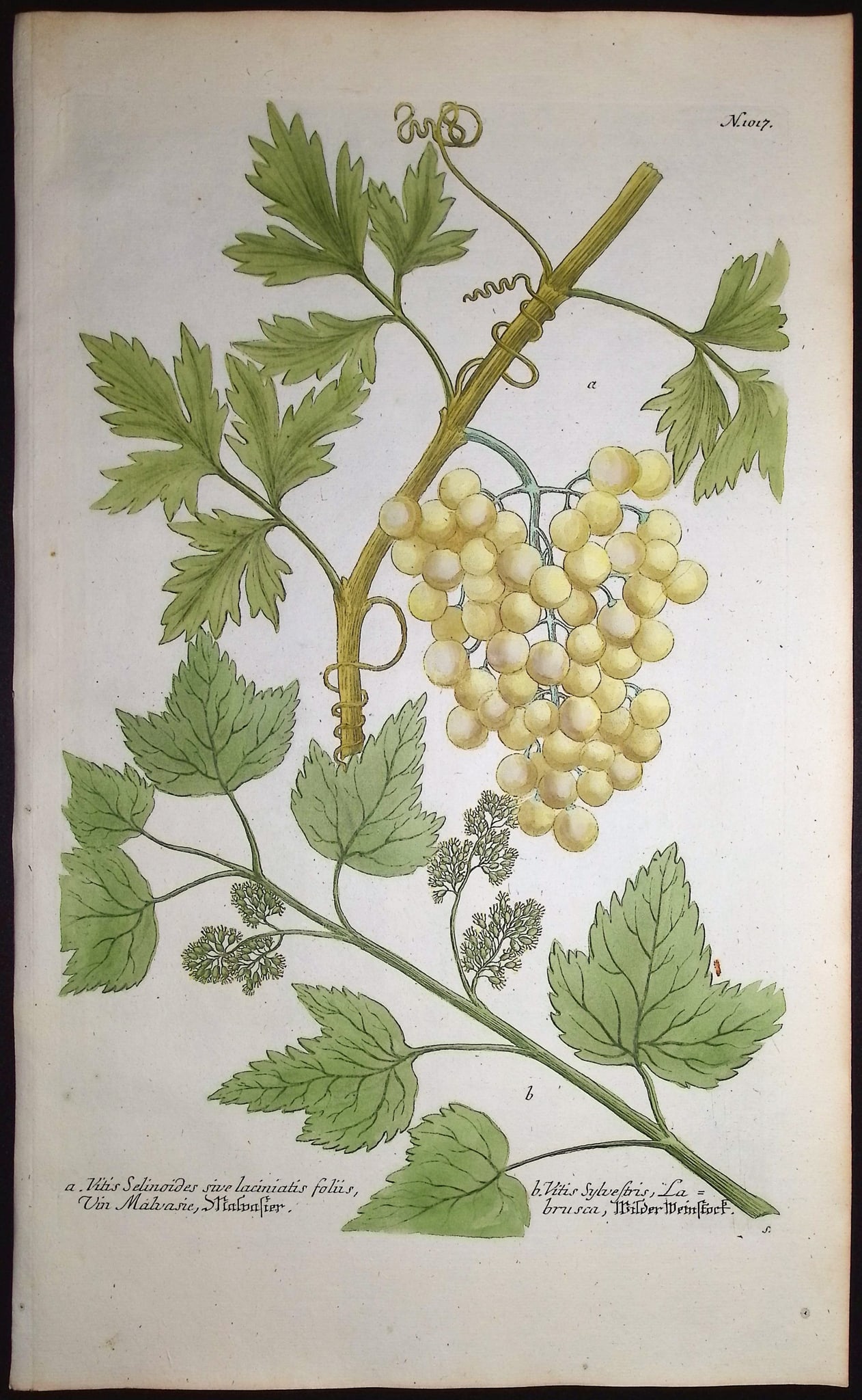 Weinmann - 4 Grape Engravings - 5