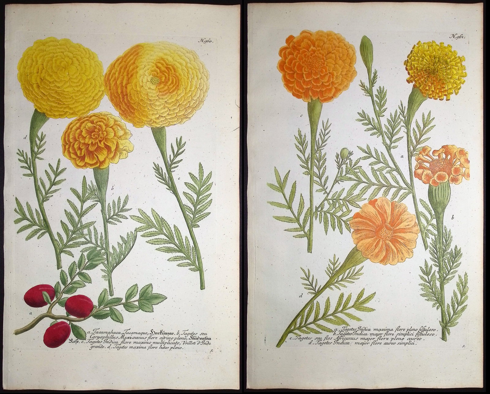 Weinmann - 4 Marigold Engravings: This beautiful botanical mezzotint is from Johann Weinmann's Duidelyke Vertoning, Eeniger Duizend in alle vier waerelds deelen wassende Bomen, Stammen, Kruiden, Bloemen, Vrugten, en Uitwassen,