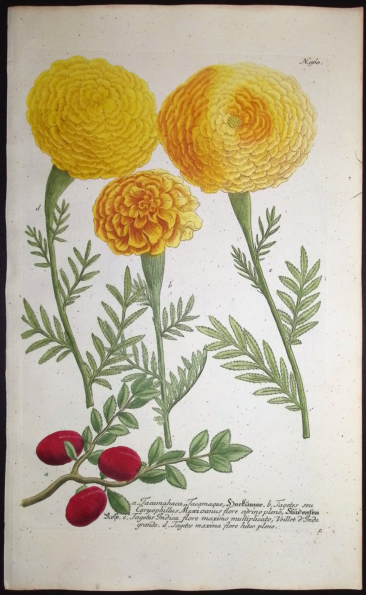 Weinmann - 4 Marigold Engravings - 2