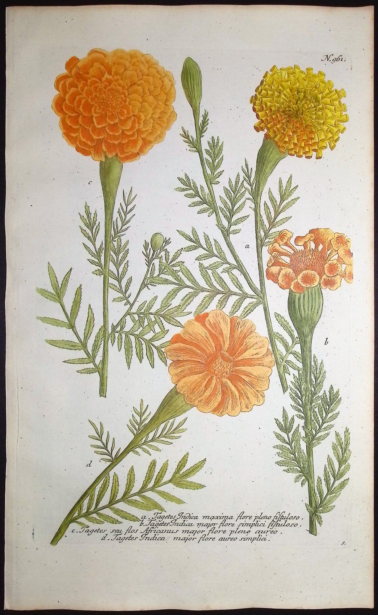 Weinmann - 4 Marigold Engravings - 3