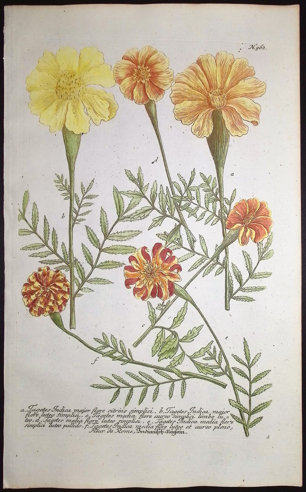 Weinmann - 4 Marigold Engravings - 4