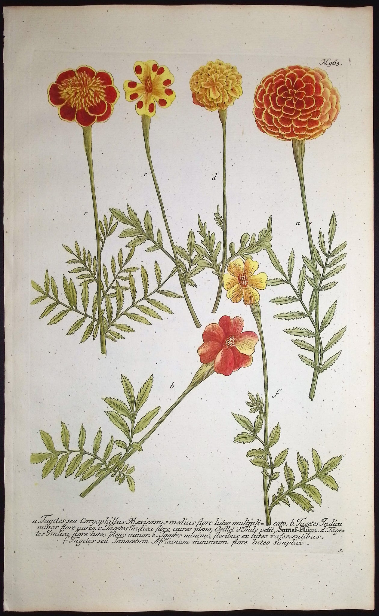 Weinmann - 4 Marigold Engravings - 5