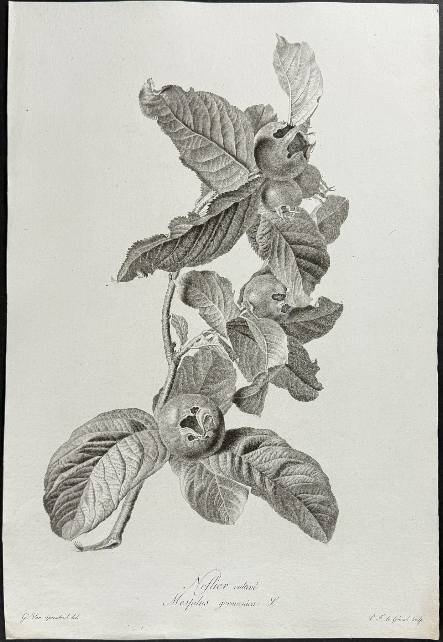 Spaendonck - Common Medlar: This rich, folio botanical stipple engraving is from G?rard van Spaendonck's Fleurs dessin?es d'apr?s nature. The work was published in Paris circa 1800. The engravings were mostly completed by P. F.