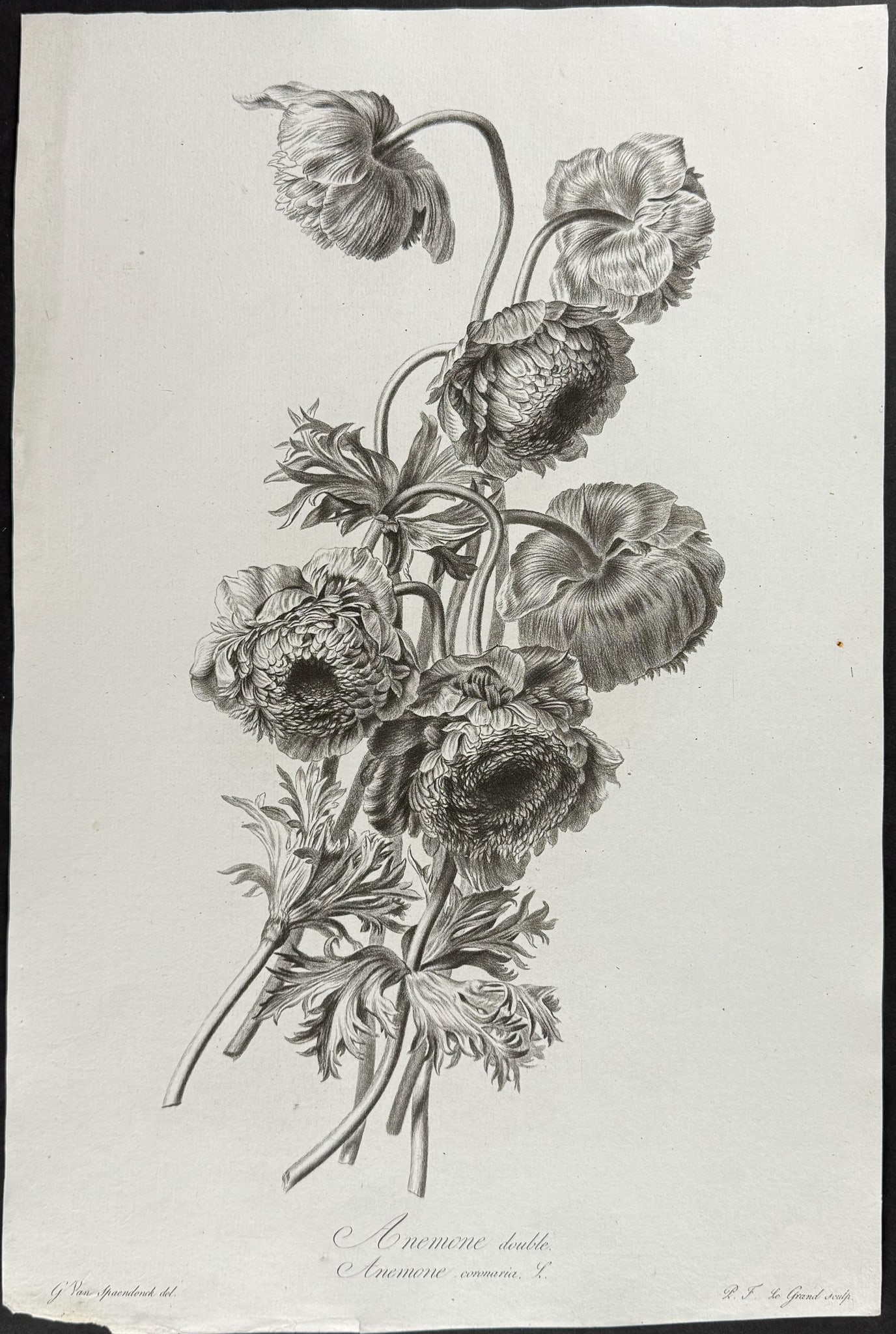 Spaendonck - Anemone: This rich, folio botanical stipple engraving is from G?rard van Spaendonck's Fleurs dessin?es d'apr?s nature. The work was published in Paris circa 1800. The engravings were mostly completed by P. F. 
