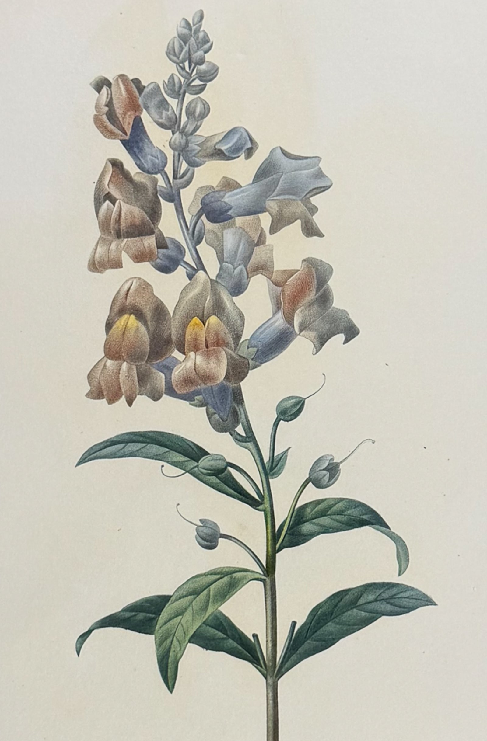 Redoute, Choix, Rare Folio - Snapdragon [Antirrhinum]: This striking originally hand-colored stipple engraving is from Pierre Joseph Redoute's Le Choix des Plus Belles Fleurs. This is from the first edition of the work and was published in Paris between