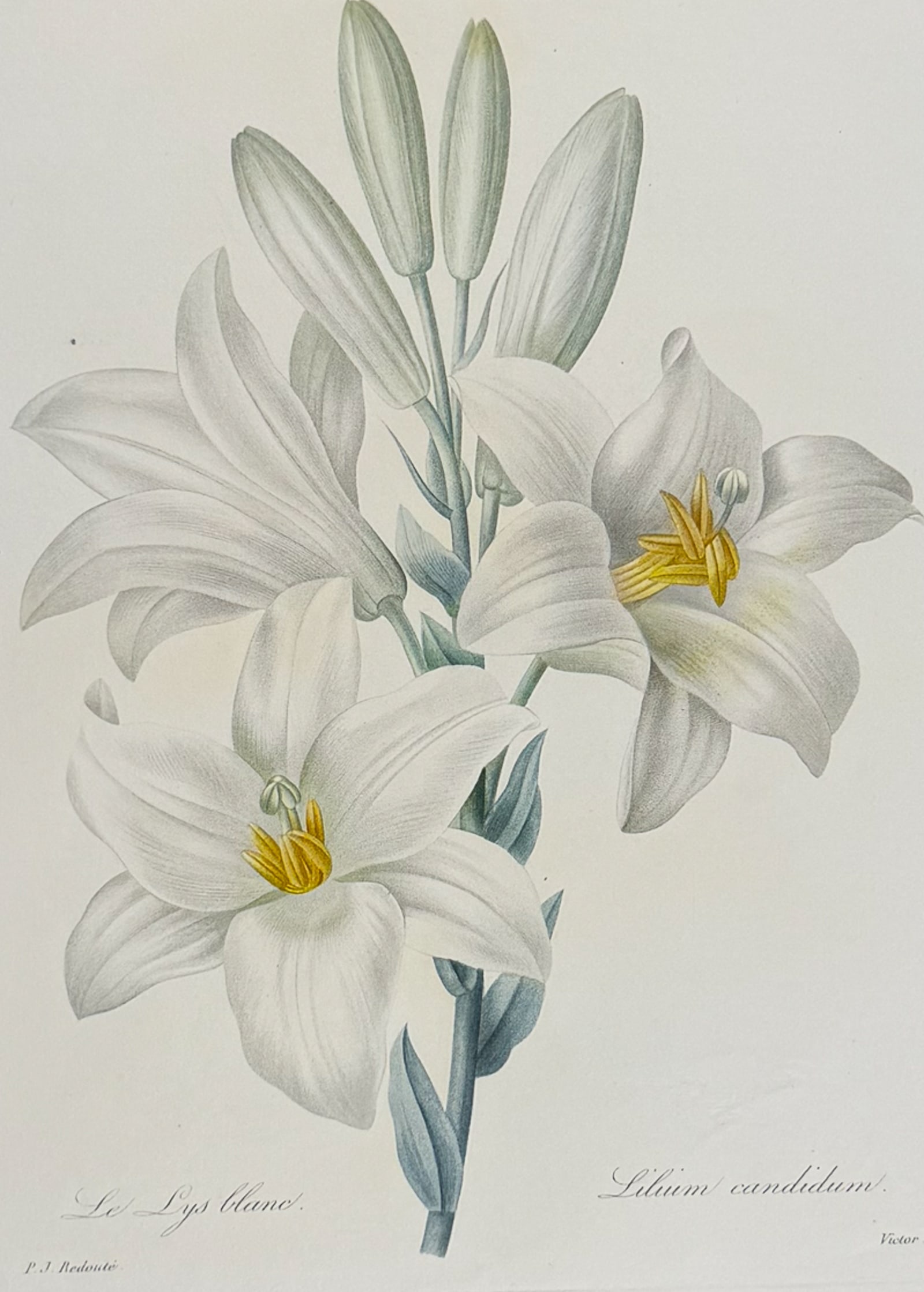 Redoute, Choix, Rare Folio - Lily [Lilium candidum]: This striking originally hand-colored stipple engraving is from Pierre Joseph Redoute's Le Choix des Plus Belles Fleurs. This is from the first edition of the work and was published in Paris between 1
