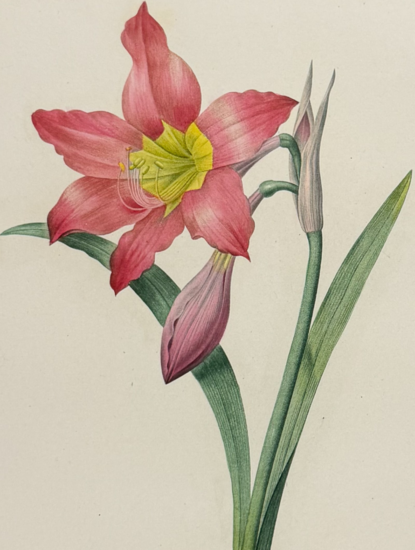 Redoute, Choix, Rare Folio - Amaryllis [Amaryllis equestre]: This striking originally hand-colored stipple engraving is from Pierre Joseph Redoute's Le Choix des Plus Belles Fleurs. This is from the first edition of the work and was published in Paris between