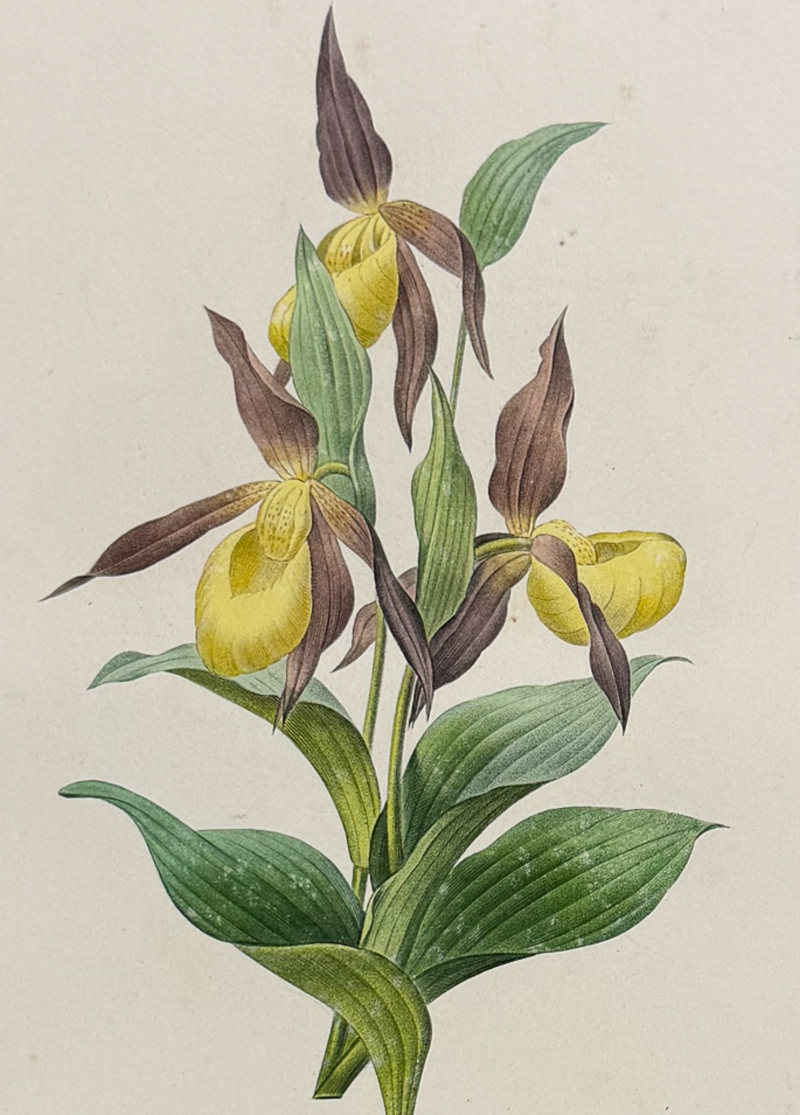 Redoute, Choix, Rare Folio - Lady's Slipper Orchid [Sabot des Alpes]: This striking originally hand-colored stipple engraving is from Pierre Joseph Redoute's Le Choix des Plus Belles Fleurs. This is from the first edition of the work and was published in Paris between