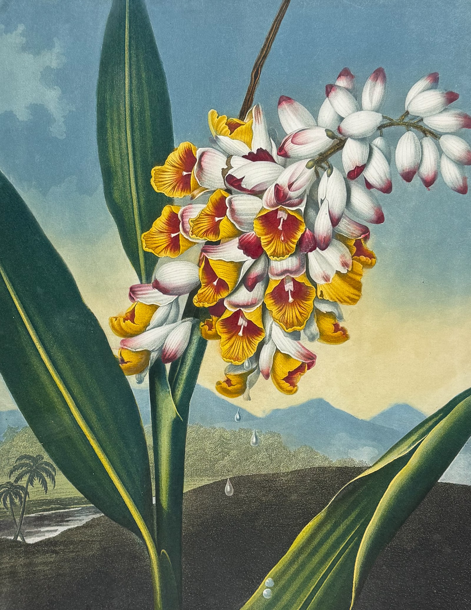 Thornton, Folio - The Nodding Renealmia: This dramatic large folio botanical engraving is from Dr. Robert John Thornton?s work New Illustration of the Sexual System of Carolus Von Linnaeus...and the Temple of Flora, or Garden of Nature.