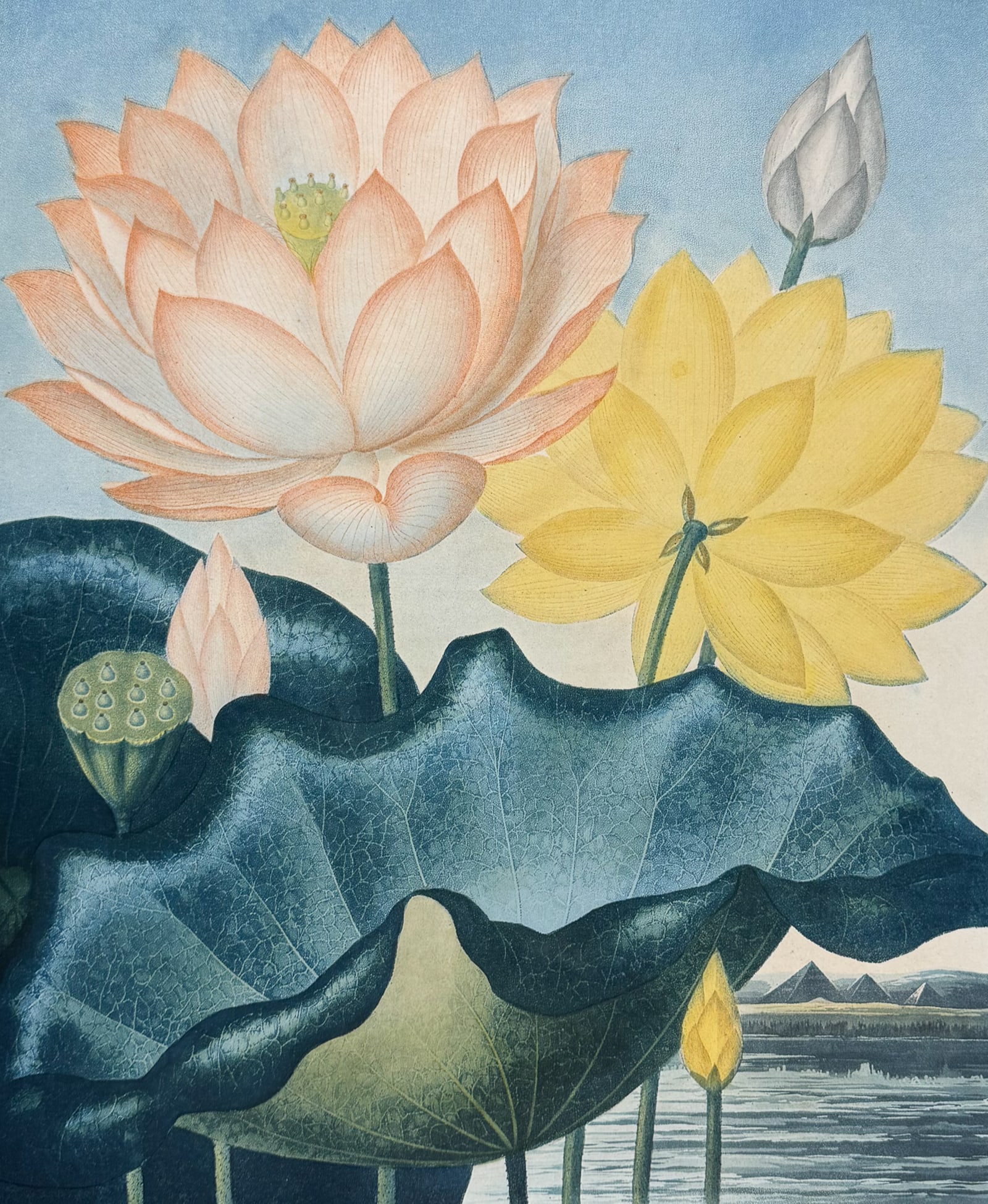 Thornton, Folio - The Sacred Egyptian Bean (Water Lily): This dramatic large folio botanical engraving is from Dr. Robert John Thornton?s work New Illustration of the Sexual System of Carolus Von Linnaeus...and the Temple of Flora, or Garden of Nature. This