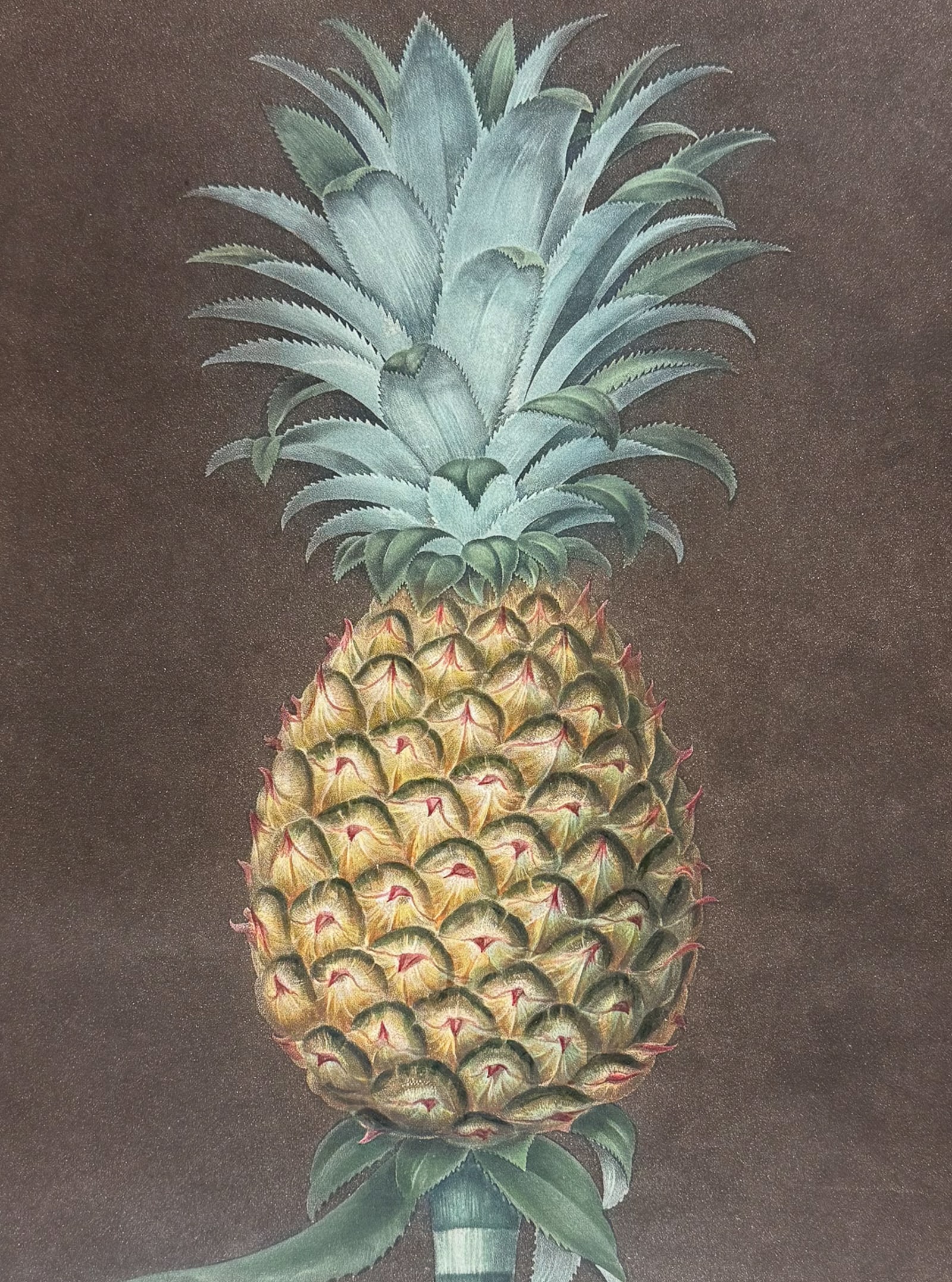 Brookshaw, Folio - Pineapple. 40: This remarkable, large folio fruit engraving is from George Brookshaw's Pomona Britannica, or a Collection of the Most Esteemed Fruits at present cultivated in the country; together with the Blossoms