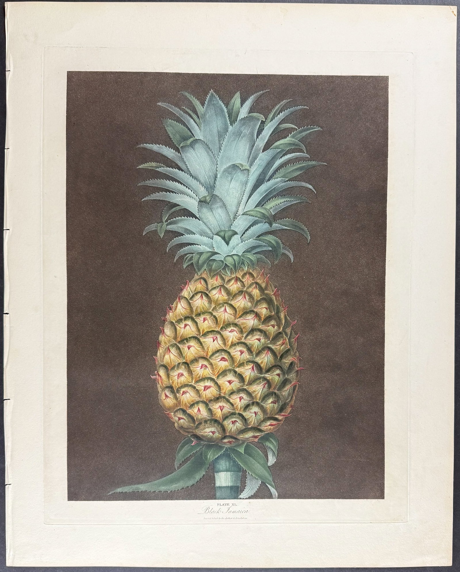 Brookshaw, Folio - Pineapple. 40 - 2