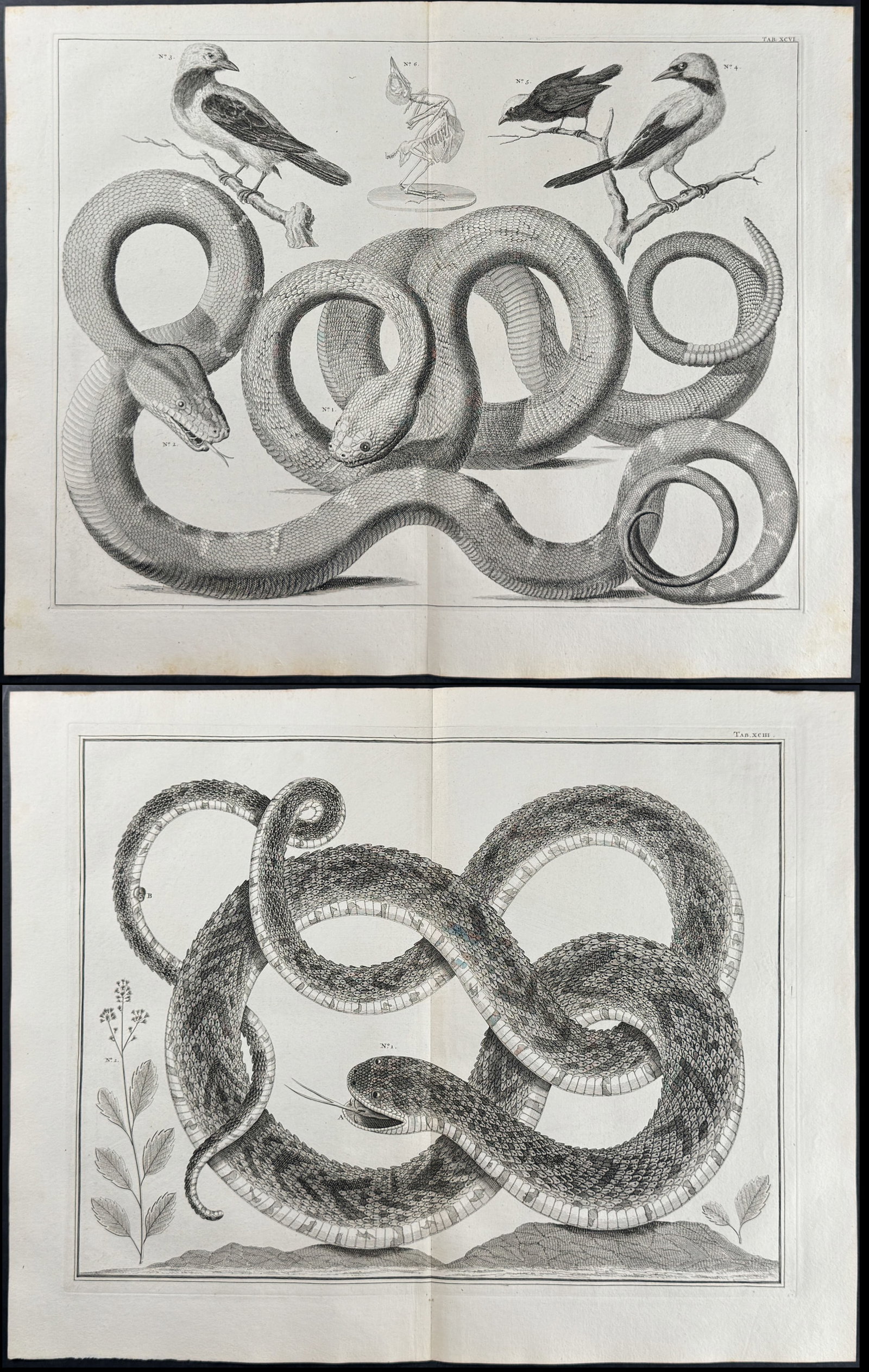 Seba - Pair of Engravings with Snake, Plant, & Bird: This artistically composed, scientific folio engraving is from Albertus Seba?s Locupletissimi rerum naturalium thesauri accurata descriptio, et iconibus artificiosissimis expressio, per universam