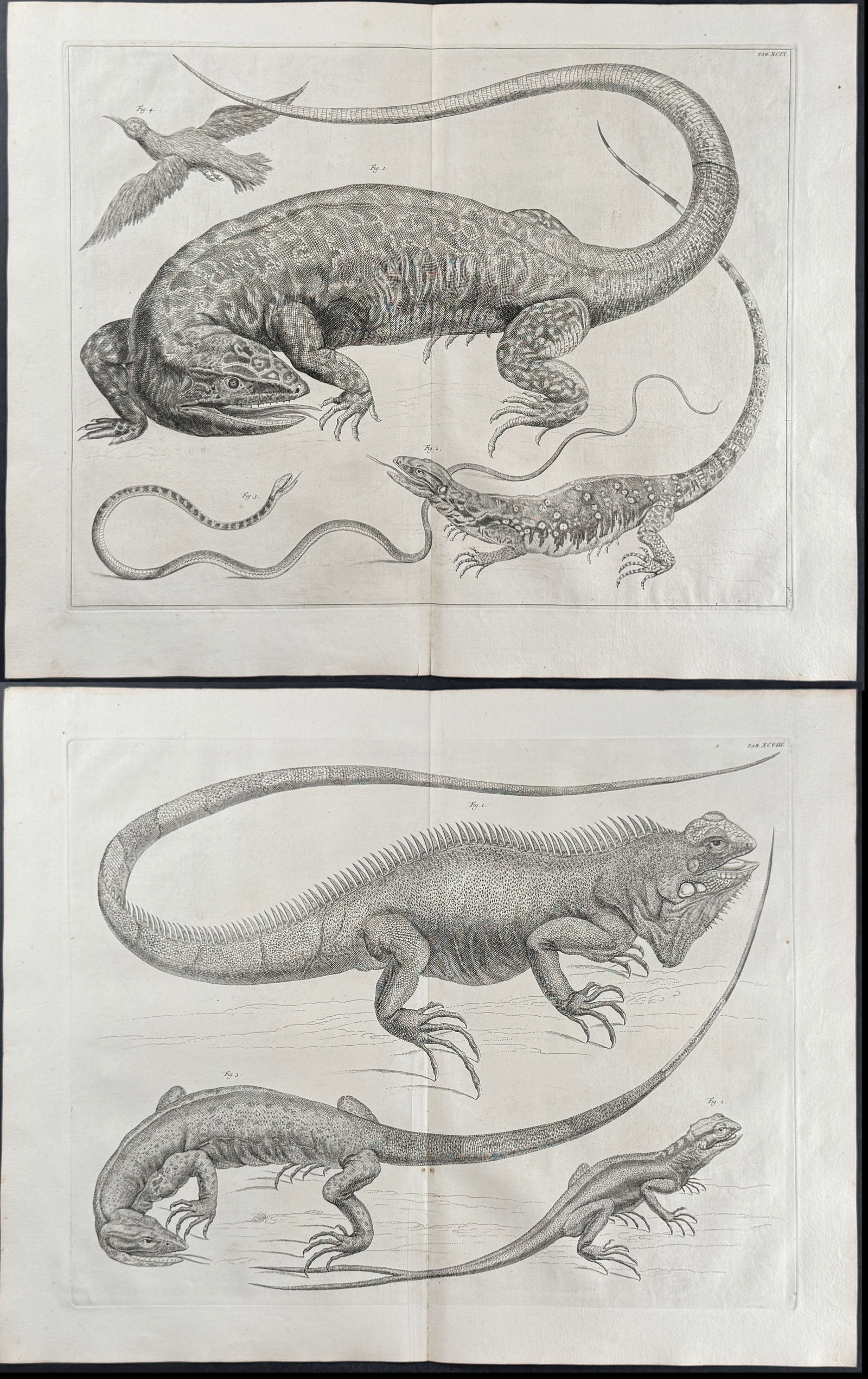 Seba - Pair of Engravings with Iguana, Lizard, Snake, & Bird: This artistically composed, scientific folio engraving is from Albertus Seba?s Locupletissimi rerum naturalium thesauri accurata descriptio, et iconibus artificiosissimis expressio, per universam