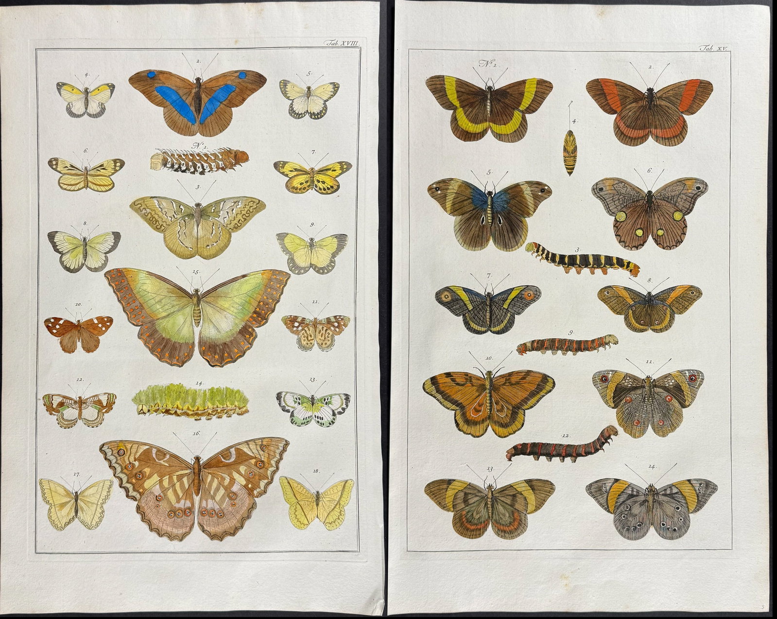 Seba - Pair of Engravings of Butterflies or Moths, Caterpillars, Cacoons (1 of 3)