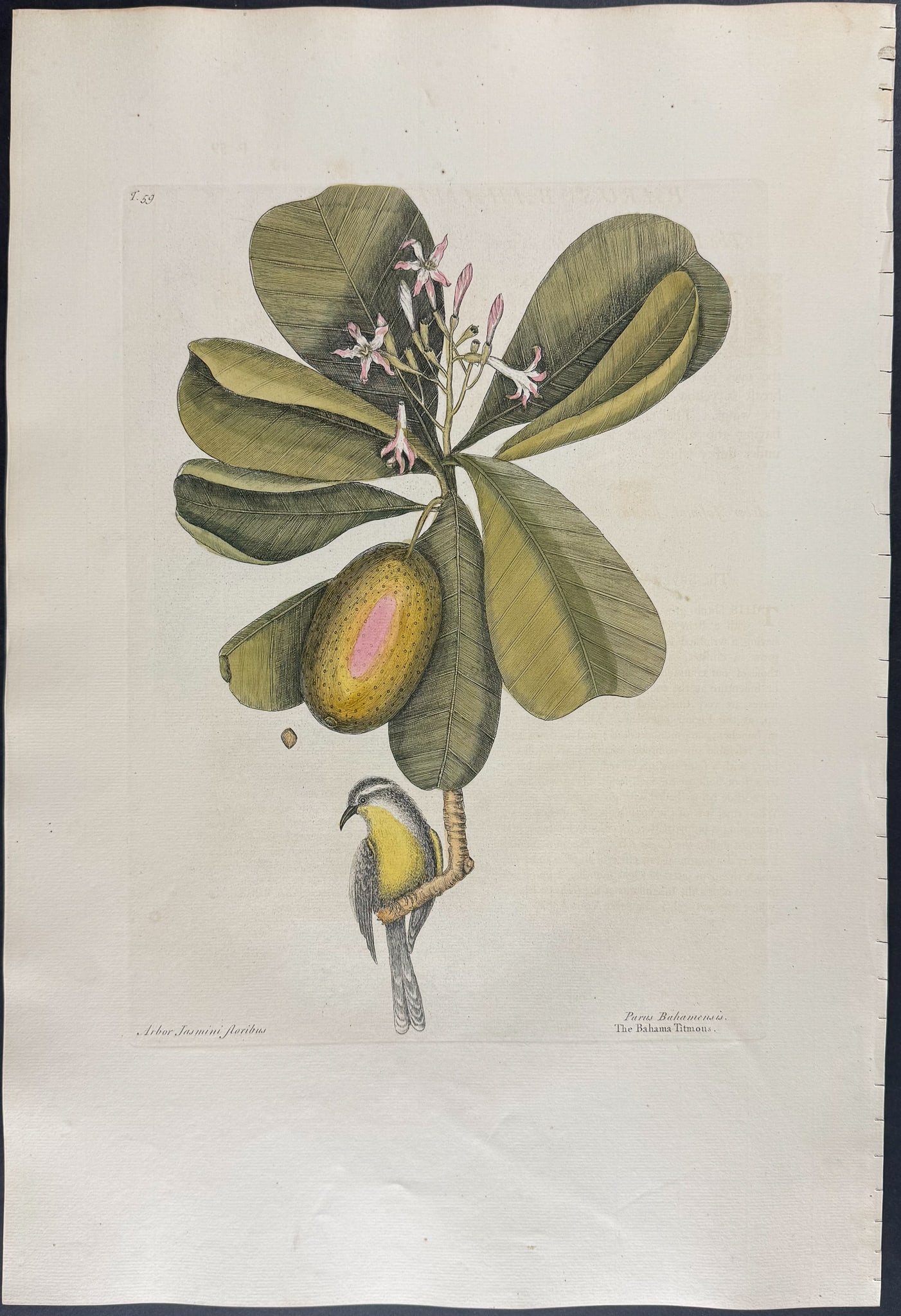 Catesby, Folio - Bahama Titmouse with Seven Years Apple. 1-59: We are pleased to offer this folio engraving from Mark Catesby?s The Natural History of Carolina, Florida and the Bahama Islands: Containing the Figures of Birds, Beasts, Fishes, Serpents, Insects,