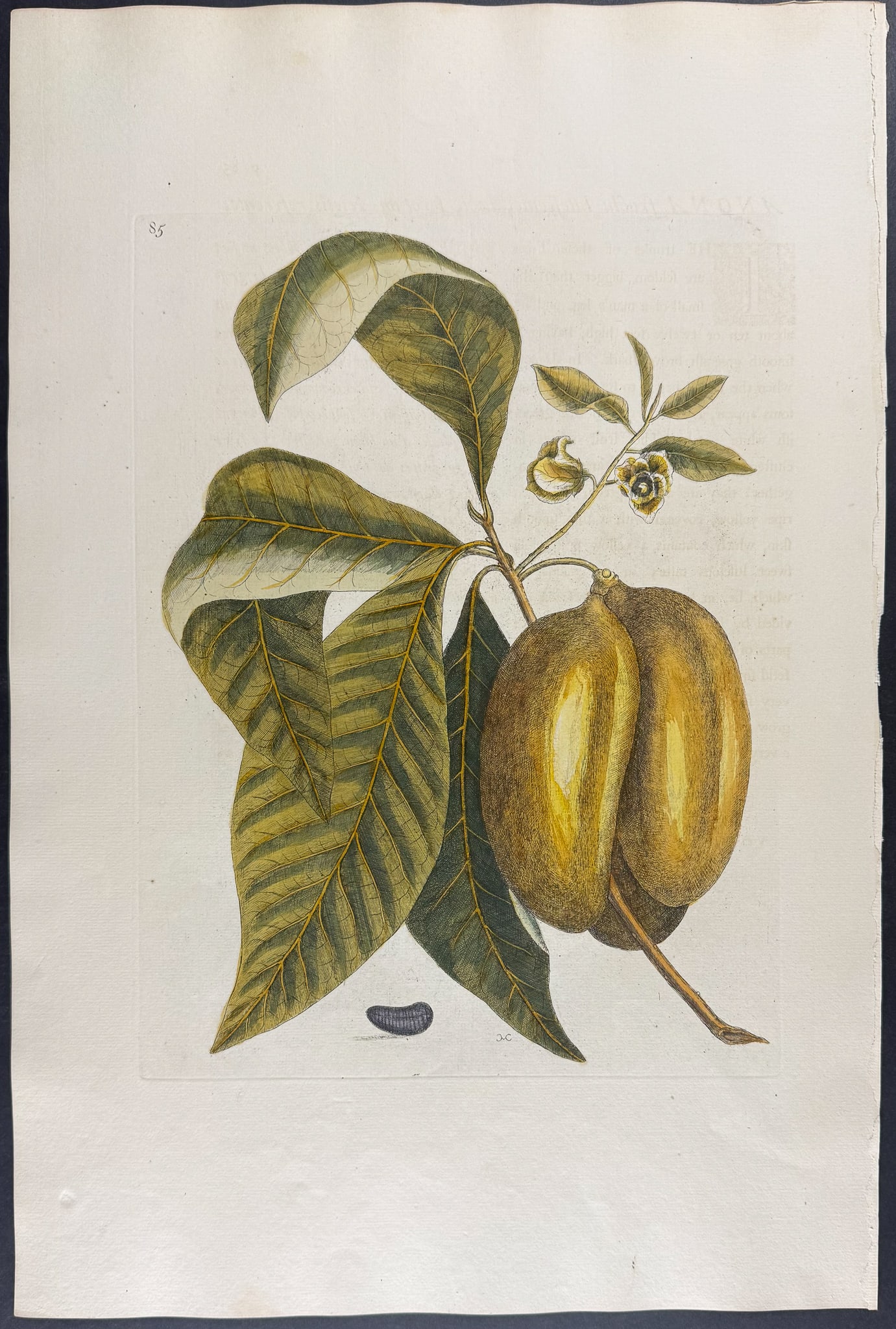 Catesby, Folio - Anona (Pawpaw). 2-85: We are pleased to offer this folio engraving from Mark Catesby?s The Natural History of Carolina, Florida and the Bahama Islands: Containing the Figures of Birds, Beasts, Fishes, Serpents, Insects,