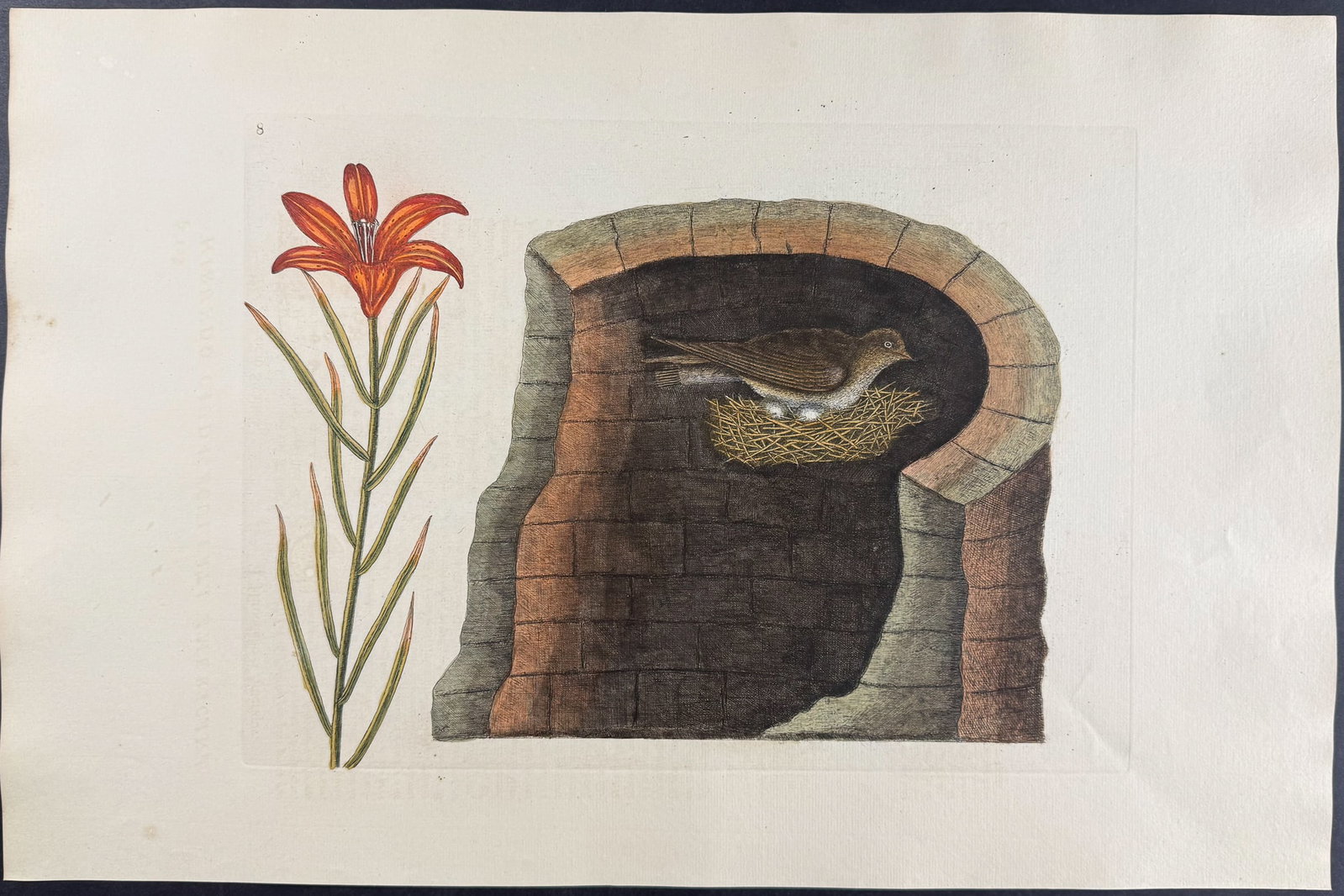 Catesby, Folio - American Swallow with Lily. Sup-8: We are pleased to offer this folio engraving from Mark Catesby?s The Natural History of Carolina, Florida and the Bahama Islands: Containing the Figures of Birds, Beasts, Fishes, Serpents, Insects,