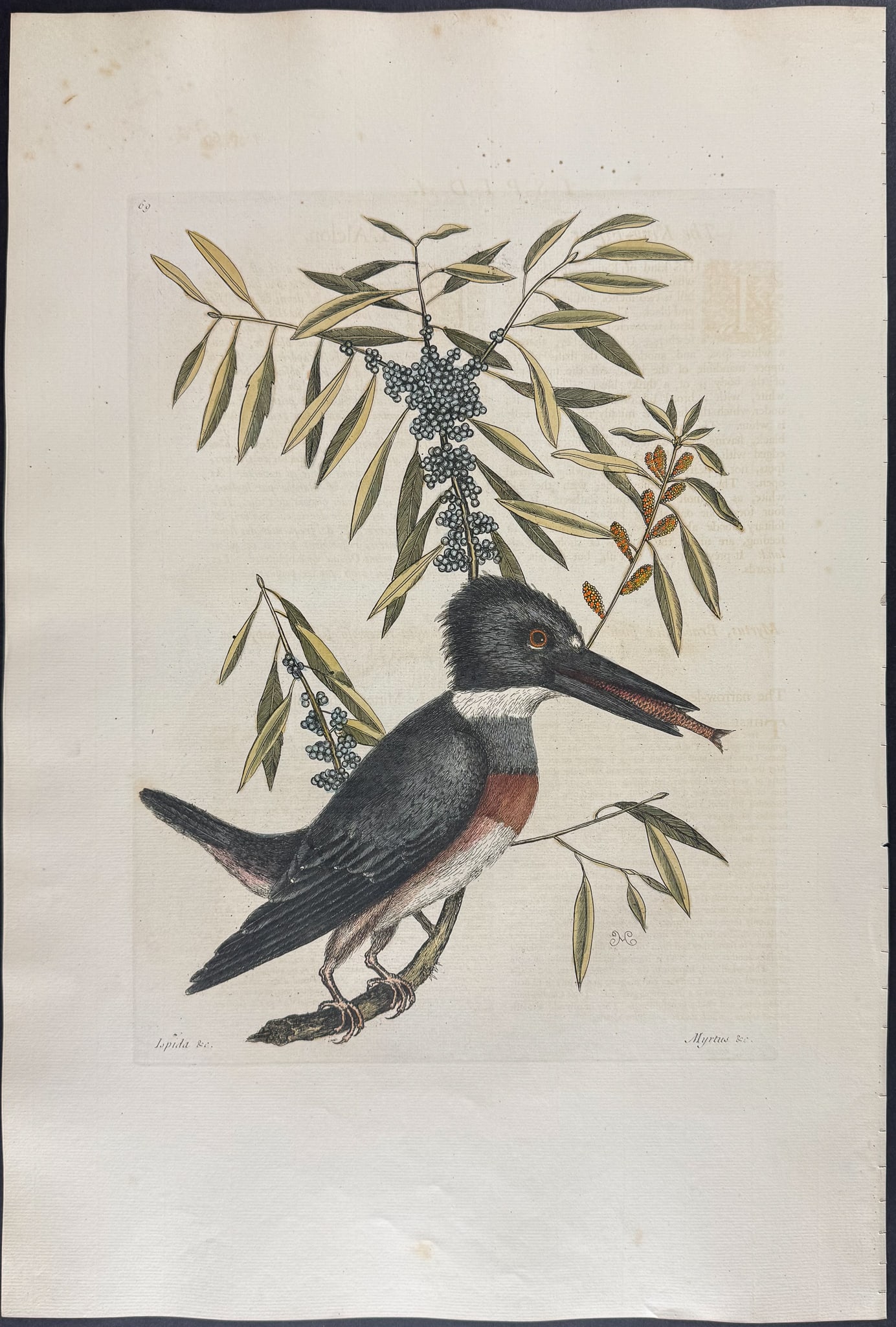 Catesby, Folio - Kingfisher with Narrow Leaved Candleberry Myrtle. 1-69: We are pleased to offer this folio engraving from Mark Catesby?s The Natural History of Carolina, Florida and the Bahama Islands: Containing the Figures of Birds, Beasts, Fishes, Serpents, Insects,