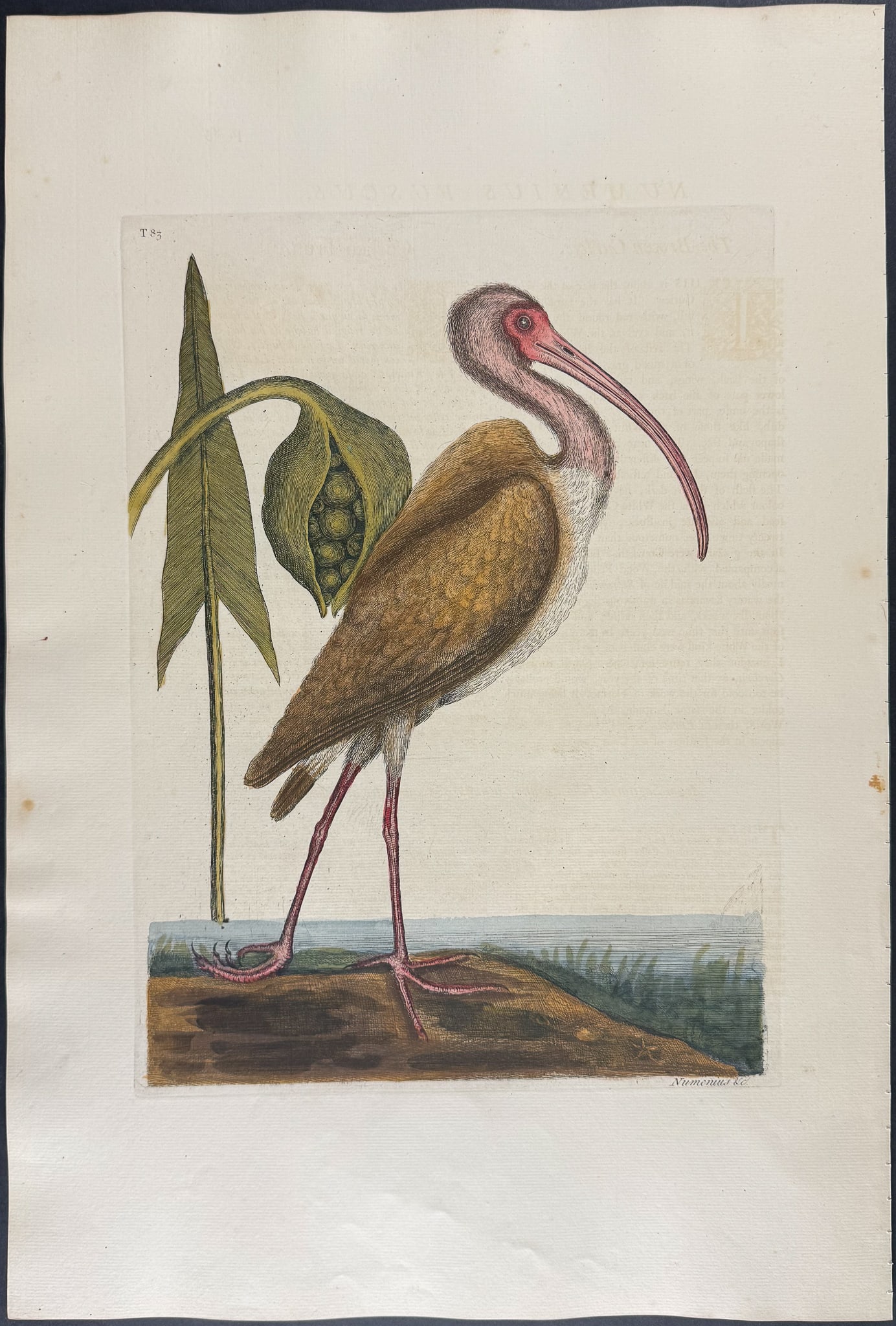 Catesby, Folio - Brown Curlew. 1-83: We are pleased to offer this folio engraving from Mark Catesby?s The Natural History of Carolina, Florida and the Bahama Islands: Containing the Figures of Birds, Beasts, Fishes, Serpents, Insects,