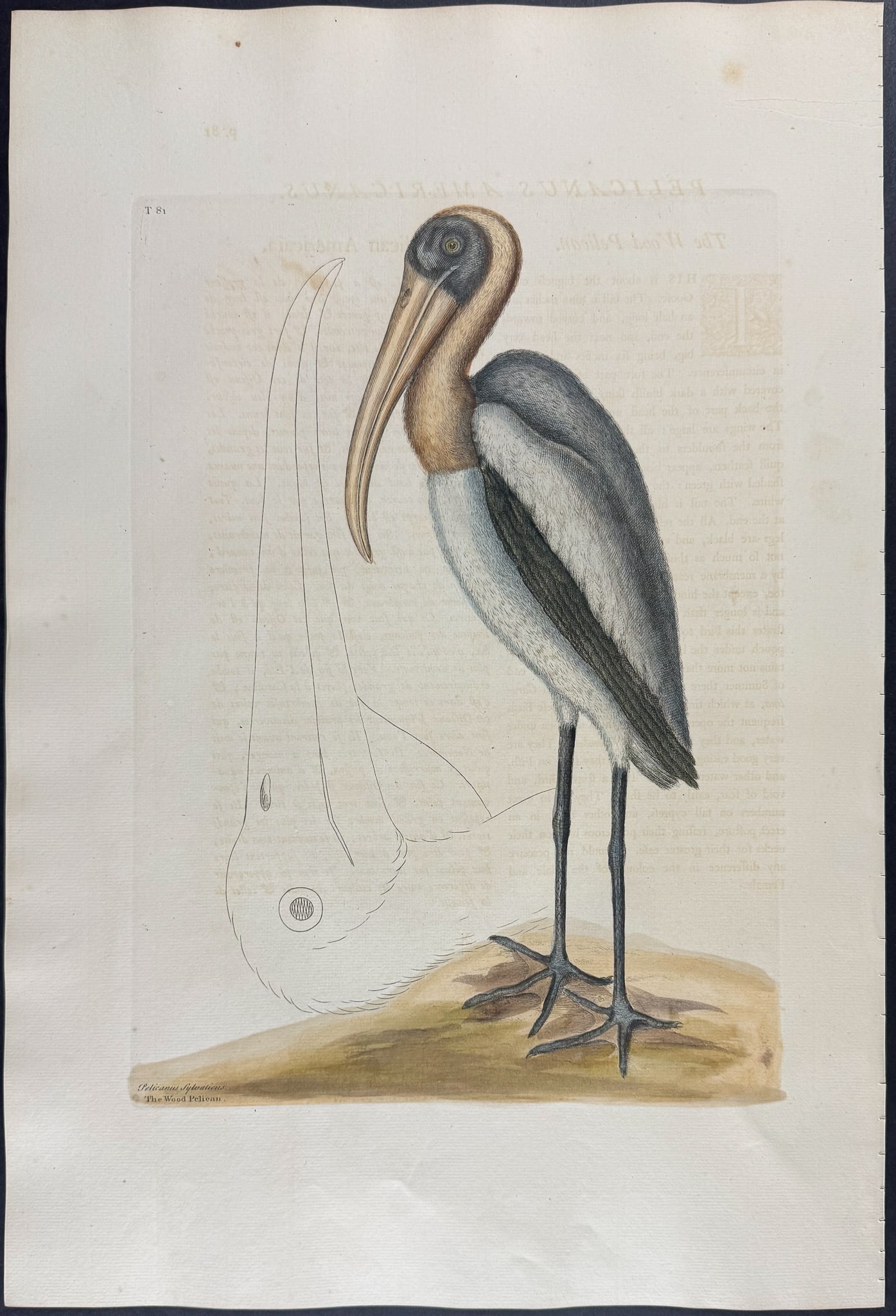 Catesby, Folio - Wood Pelican. 1-81: We are pleased to offer this folio engraving from Mark Catesby?s The Natural History of Carolina, Florida and the Bahama Islands: Containing the Figures of Birds, Beasts, Fishes, Serpents, Insects,