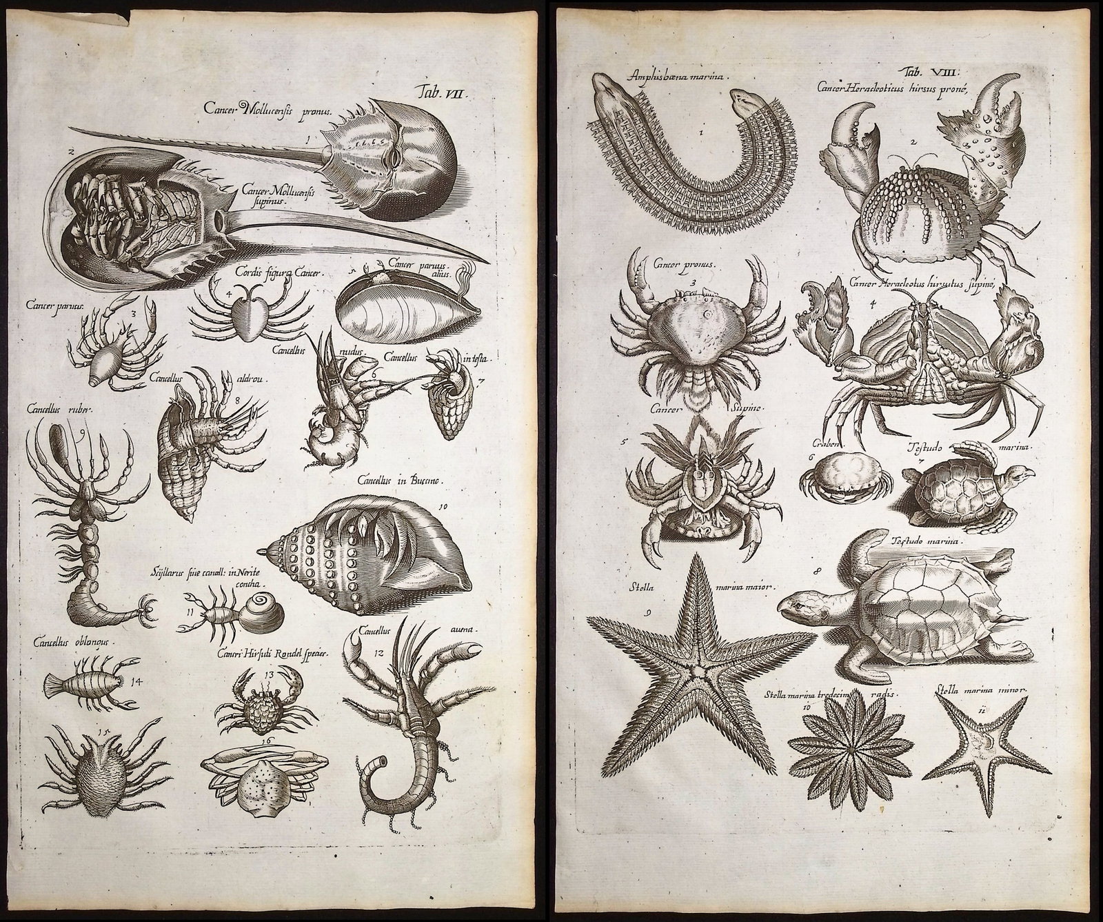 Merian & Jonston - 5 Sea Life Engravings: Crabs, Shells, Sea Turtle, Starfish, Shrimp (1 of 6)