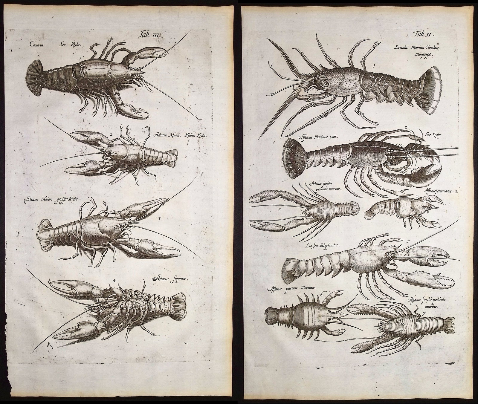 Merian & Jonston - 4 Sea Life Engravings: Lobsters, Shrimps, Crabs (1 of 5)