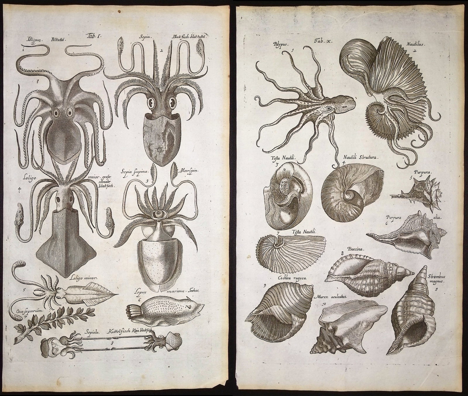 Merian & Jonston - Pair of Engravings of Octopus, Squid, Cephalopod, Nautilus, Shells (1 of 3)